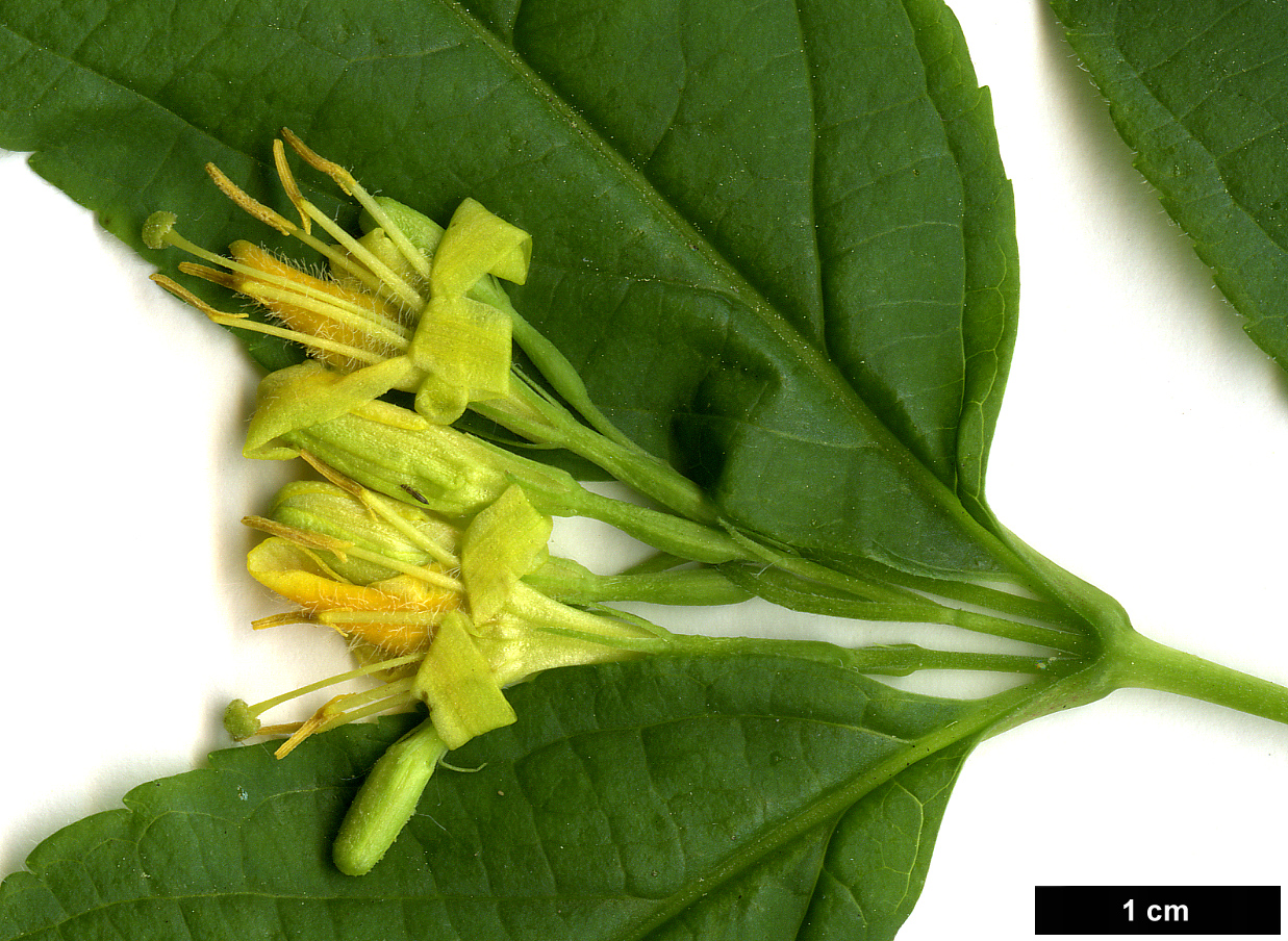 High resolution image: Family: Caprifoliaceae - Genus: Diervilla - Taxon: lonicera