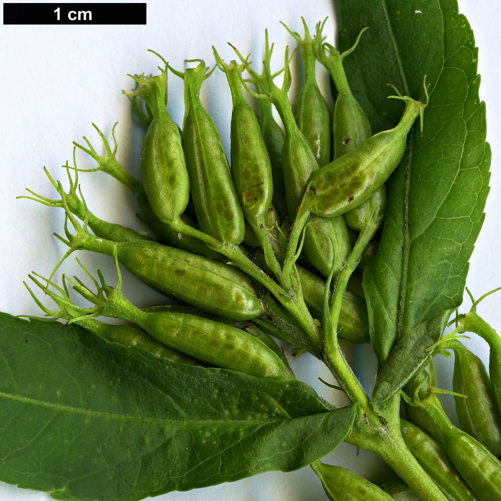 High resolution image: Family: Caprifoliaceae - Genus: Diervilla - Taxon: sessilifolia