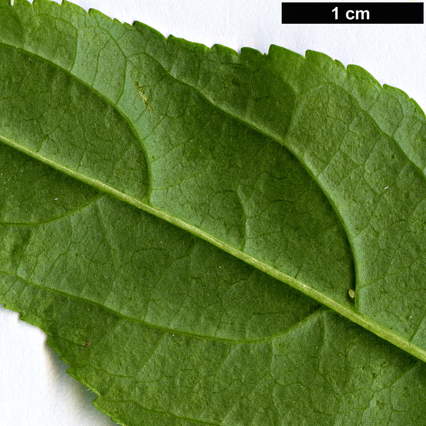 High resolution image: Family: Caprifoliaceae - Genus: Diervilla - Taxon: sessilifolia