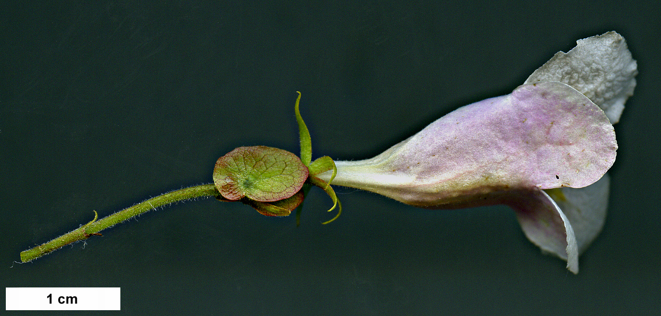 High resolution image: Family: Caprifoliaceae - Genus: Dipelta - Taxon: floribunda