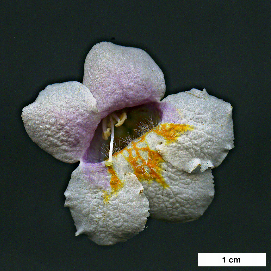 High resolution image: Family: Caprifoliaceae - Genus: Dipelta - Taxon: floribunda