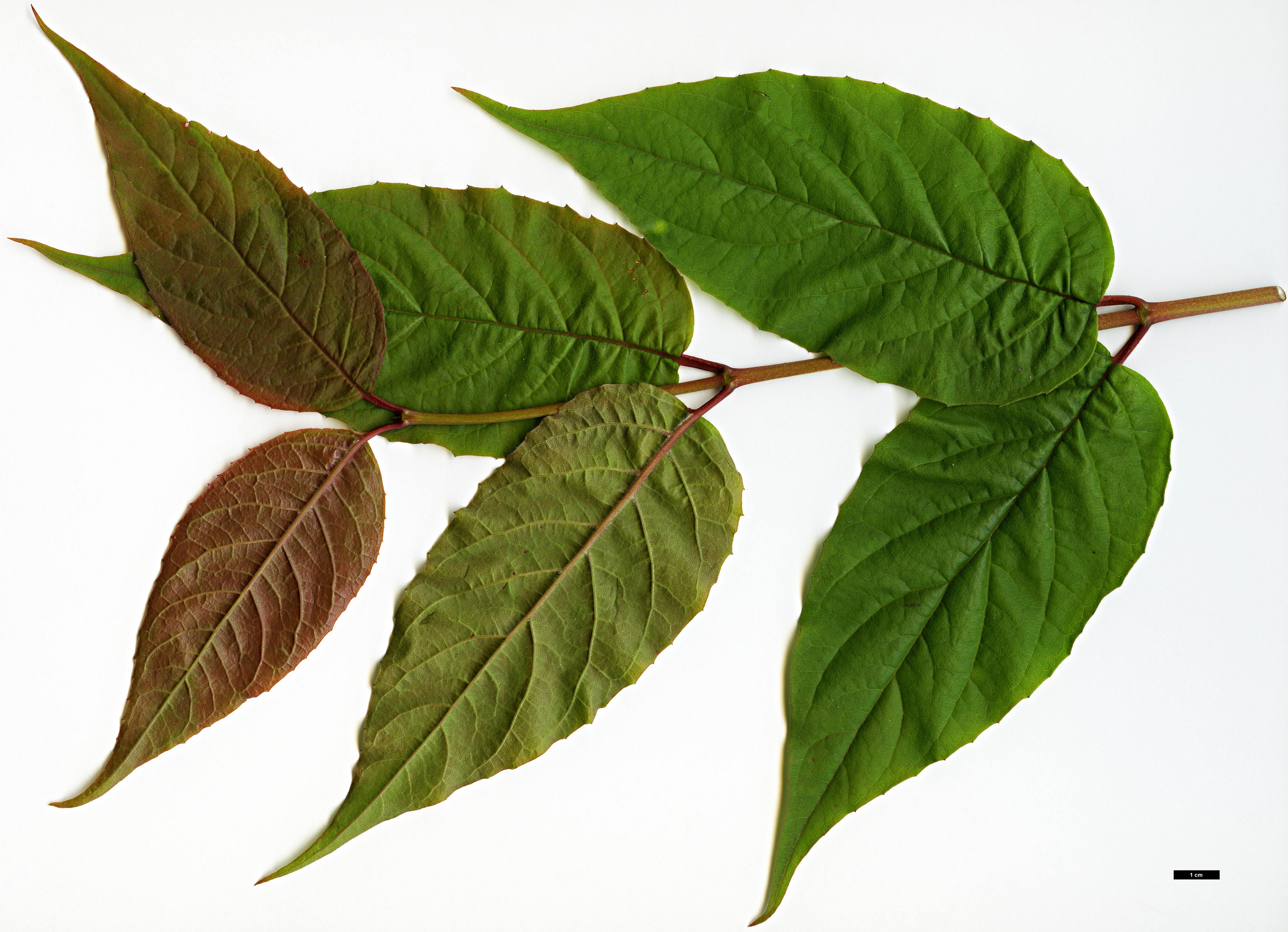 High resolution image: Family: Caprifoliaceae - Genus: Dipelta - Taxon: ventricosa