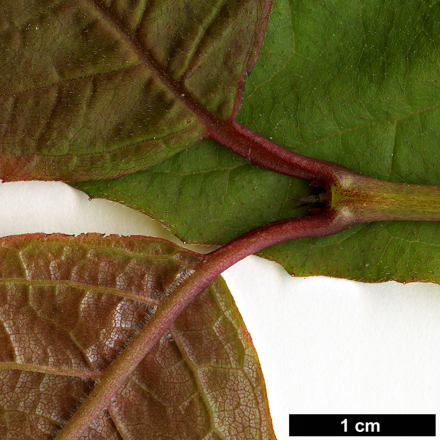 High resolution image: Family: Caprifoliaceae - Genus: Dipelta - Taxon: ventricosa