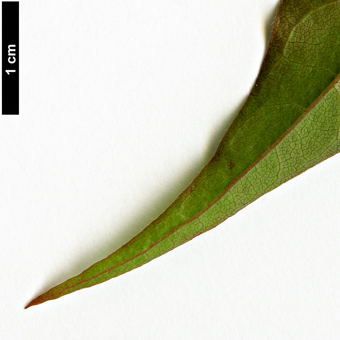 High resolution image: Family: Caprifoliaceae - Genus: Dipelta - Taxon: ventricosa
