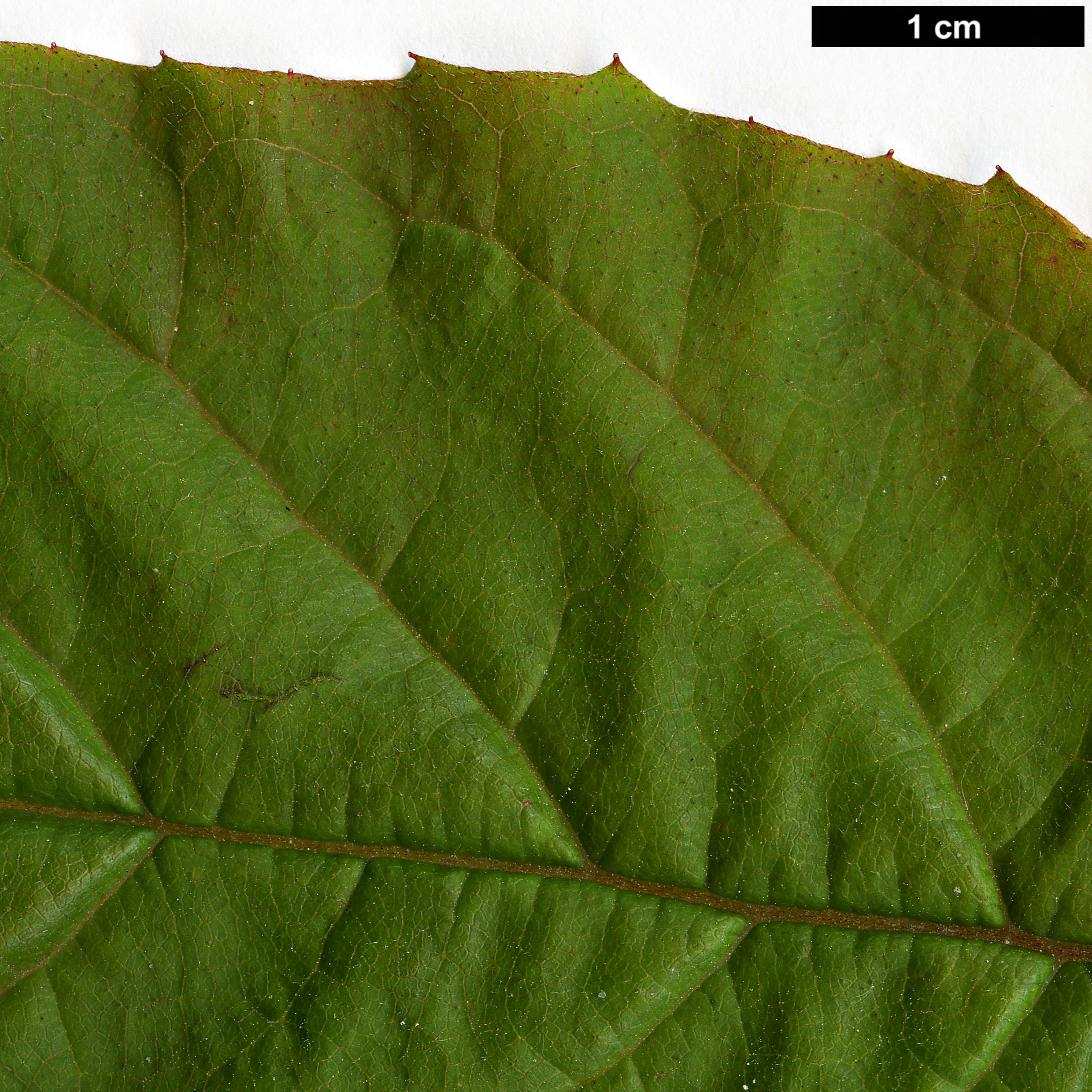 High resolution image: Family: Caprifoliaceae - Genus: Dipelta - Taxon: ventricosa