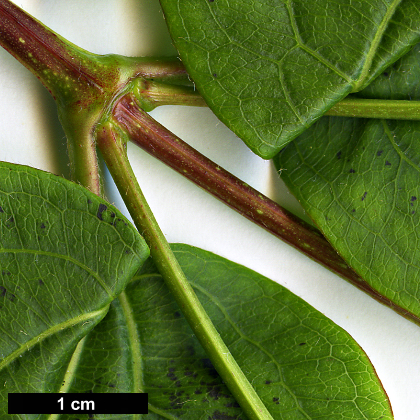 High resolution image: Family: Caprifoliaceae - Genus: Heptacodium - Taxon: miconioides