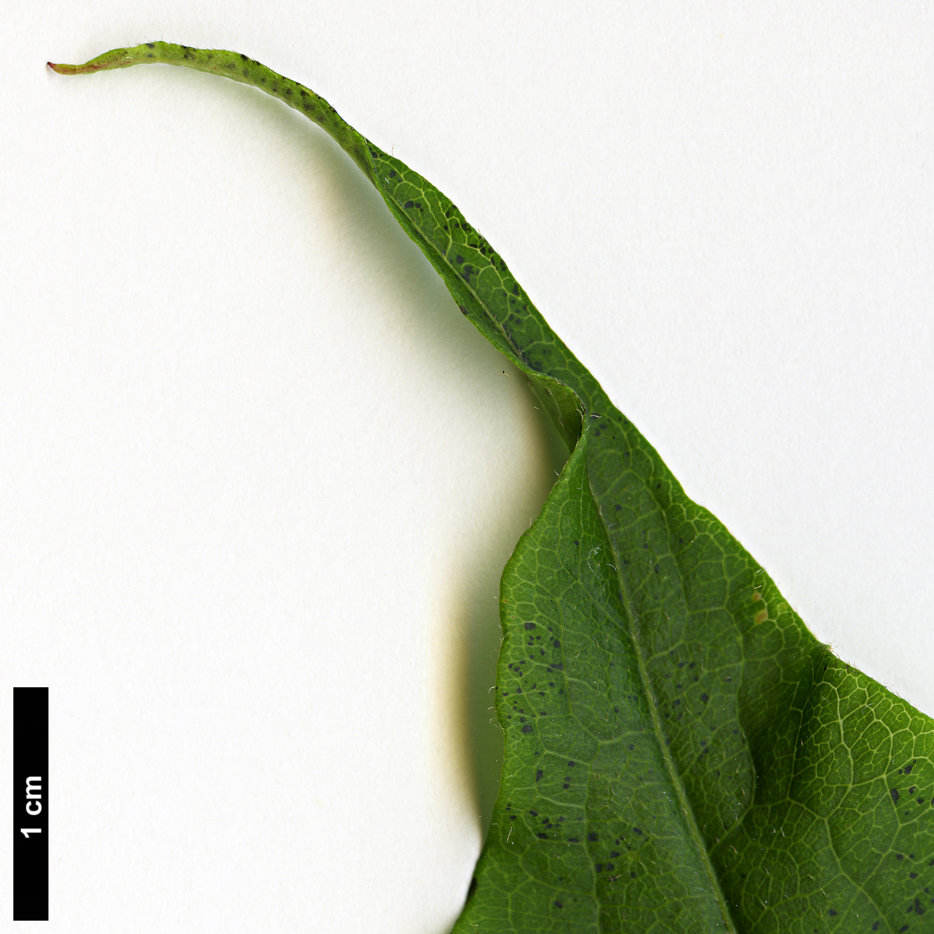 High resolution image: Family: Caprifoliaceae - Genus: Heptacodium - Taxon: miconioides