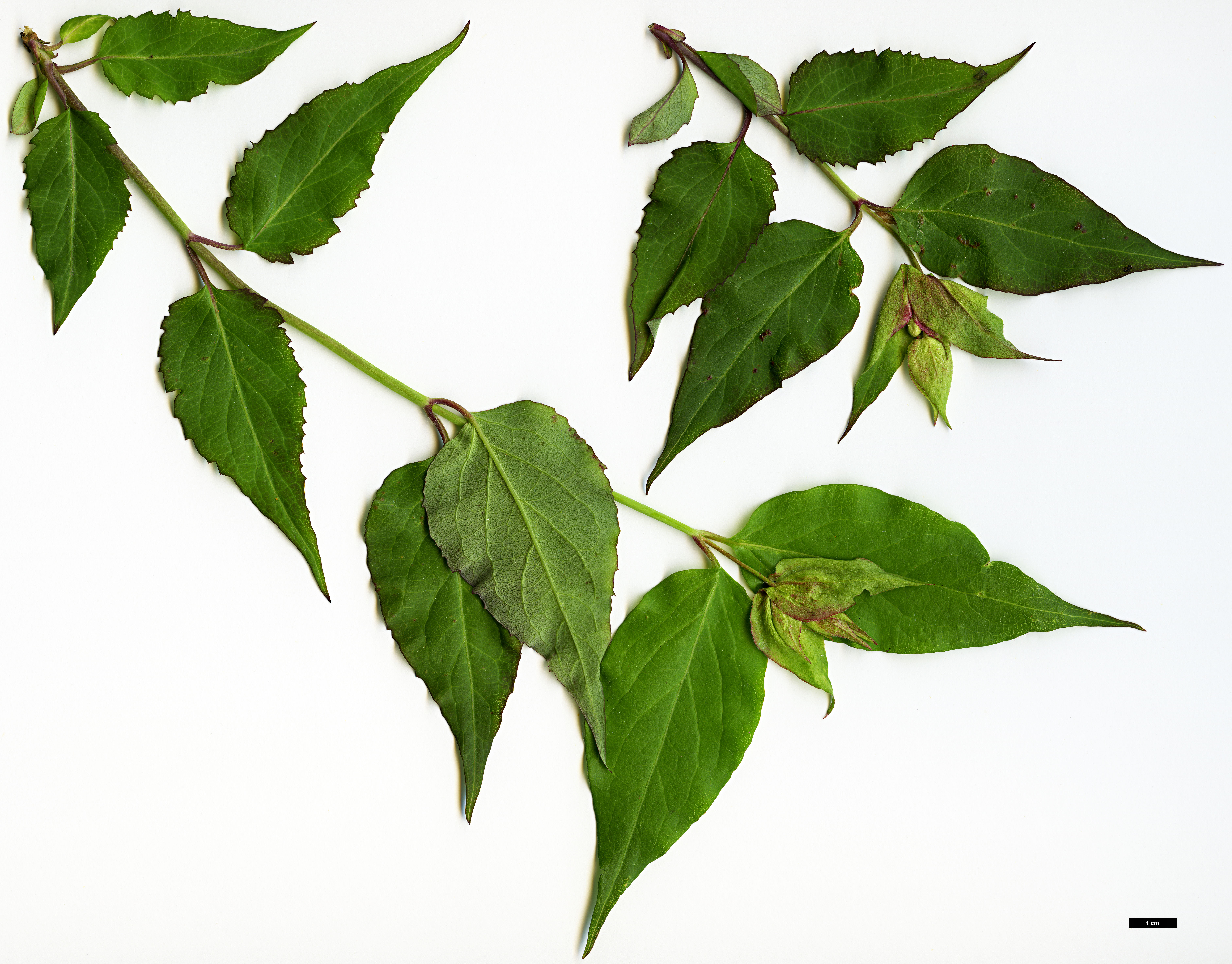 High resolution image: Family: Caprifoliaceae - Genus: Leycesteria - Taxon: formosa