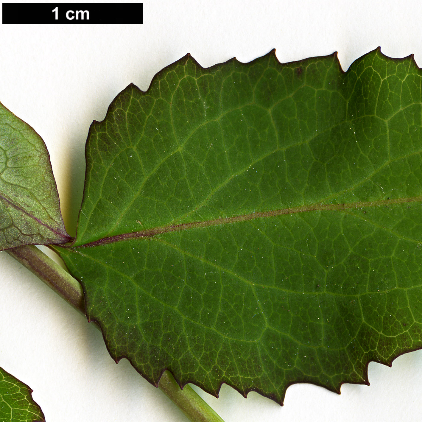 High resolution image: Family: Caprifoliaceae - Genus: Leycesteria - Taxon: formosa