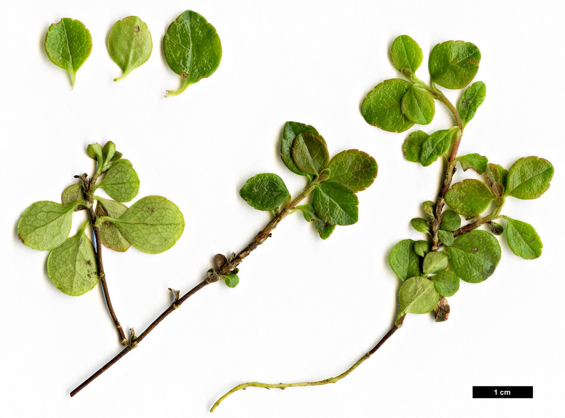 High resolution image: Family: Caprifoliaceae - Genus: Linnaea - Taxon: borealis