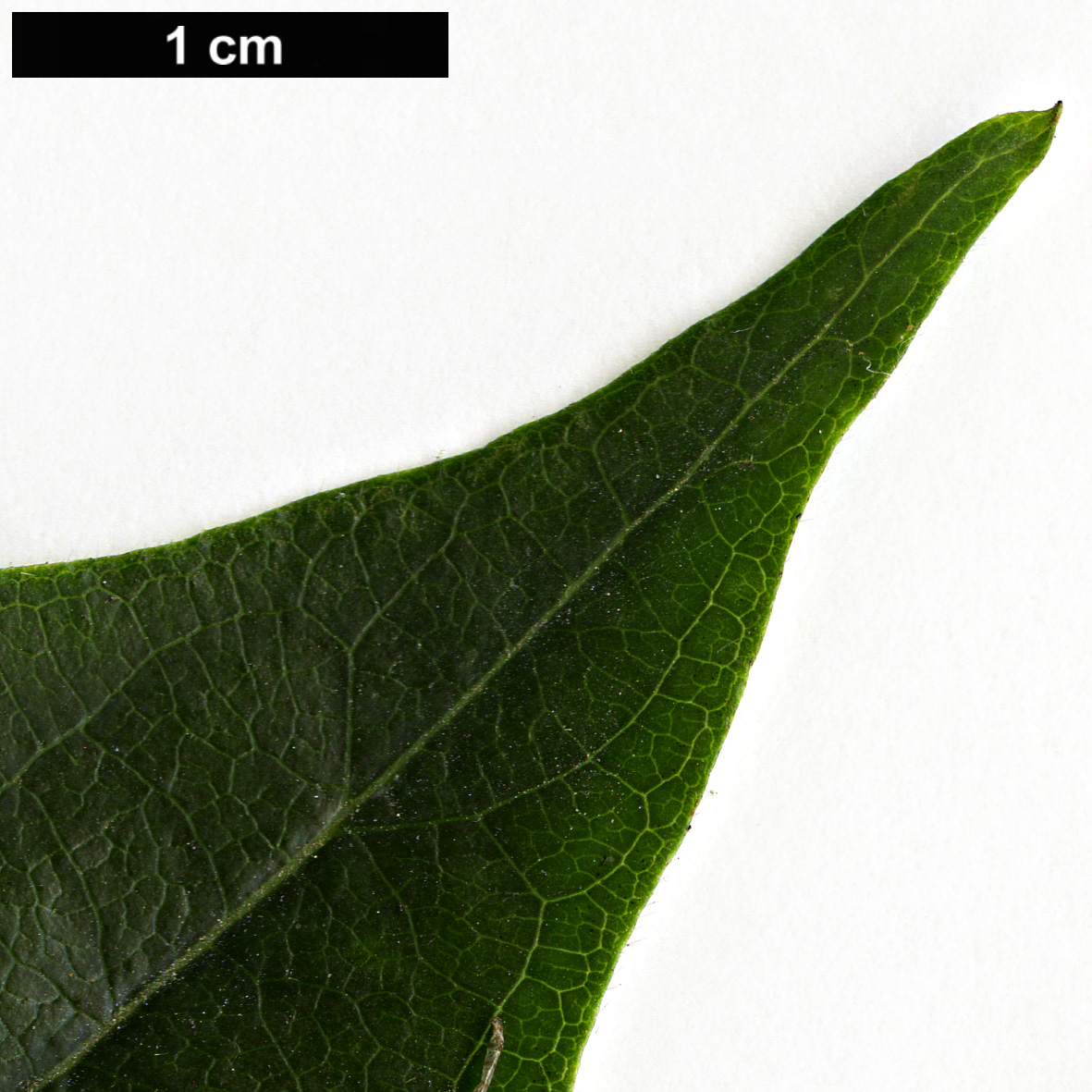 High resolution image: Family: Caprifoliaceae - Genus: Lonicera - Taxon: alpigena