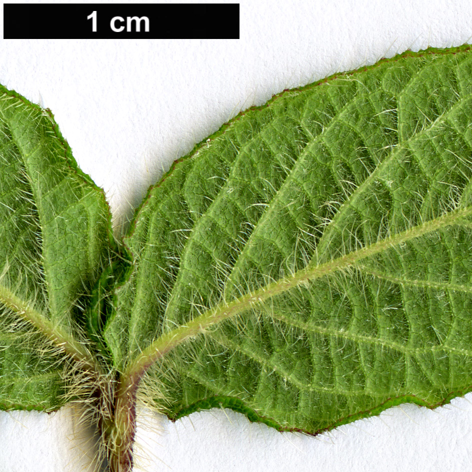 High resolution image: Family: Caprifoliaceae - Genus: Lonicera - Taxon: chaetocarpa
