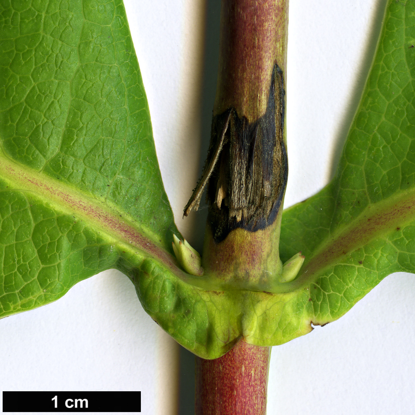 High resolution image: Family: Caprifoliaceae - Genus: Lonicera - Taxon: dioica