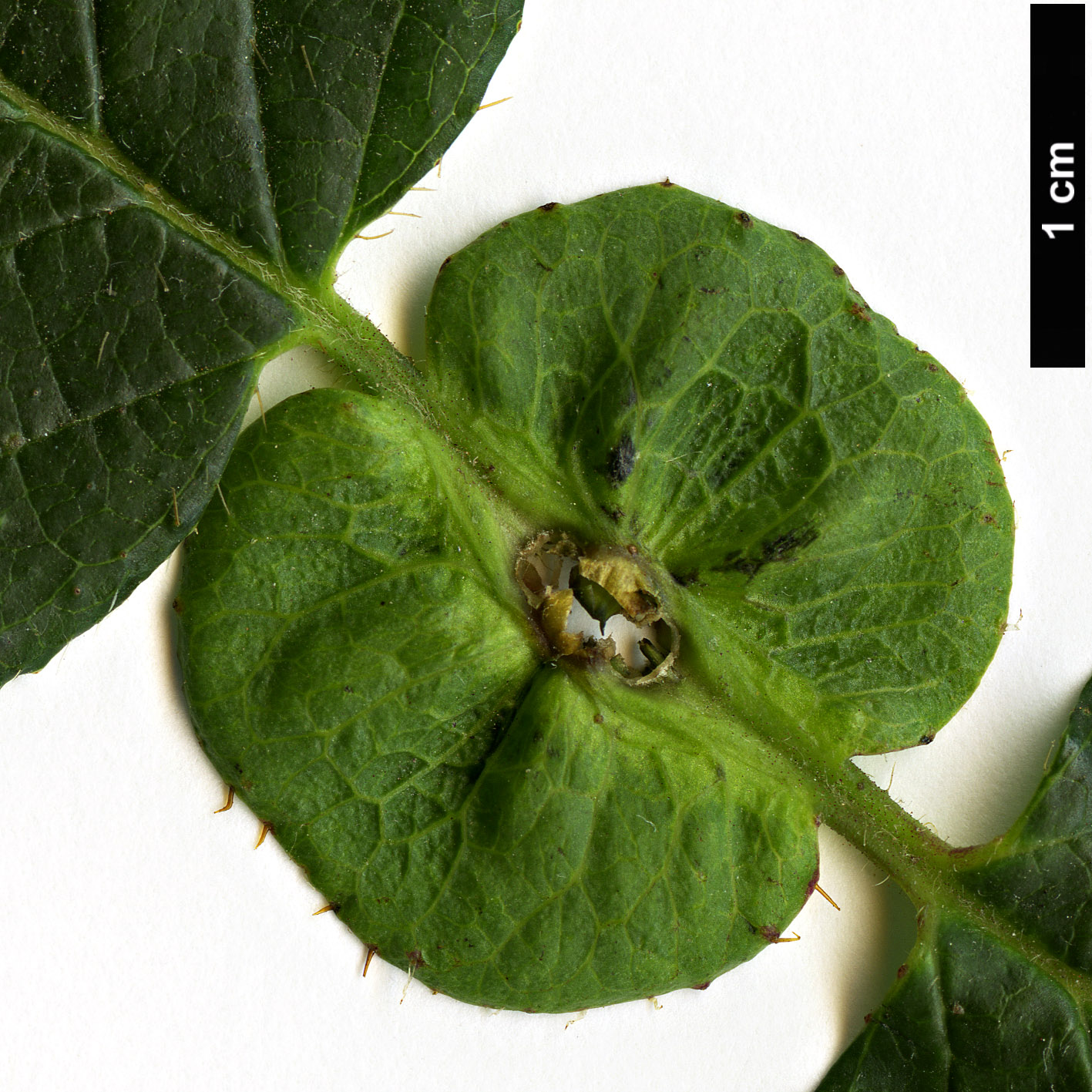 High resolution image: Family: Caprifoliaceae - Genus: Lonicera - Taxon: ferdinandii