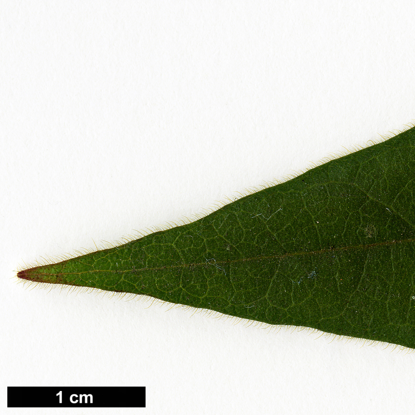 High resolution image: Family: Caprifoliaceae - Genus: Lonicera - Taxon: giraldii