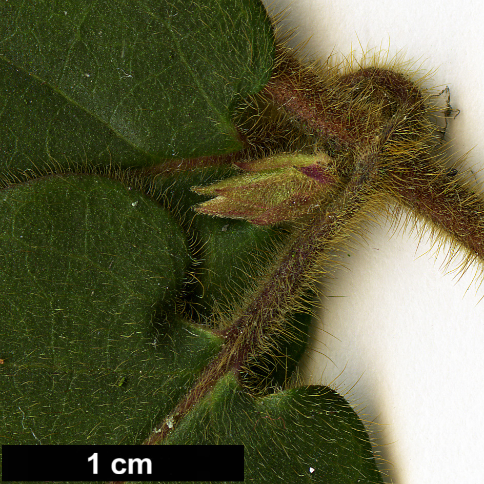 High resolution image: Family: Caprifoliaceae - Genus: Lonicera - Taxon: giraldii