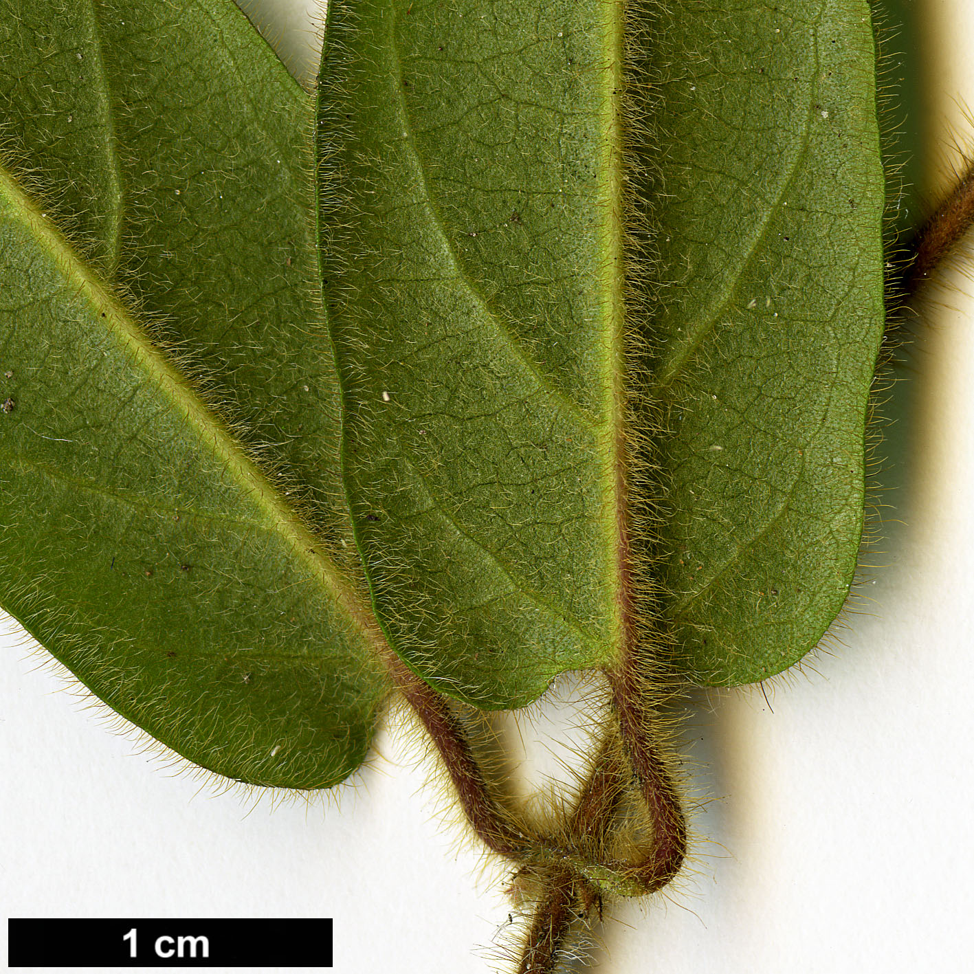 High resolution image: Family: Caprifoliaceae - Genus: Lonicera - Taxon: giraldii