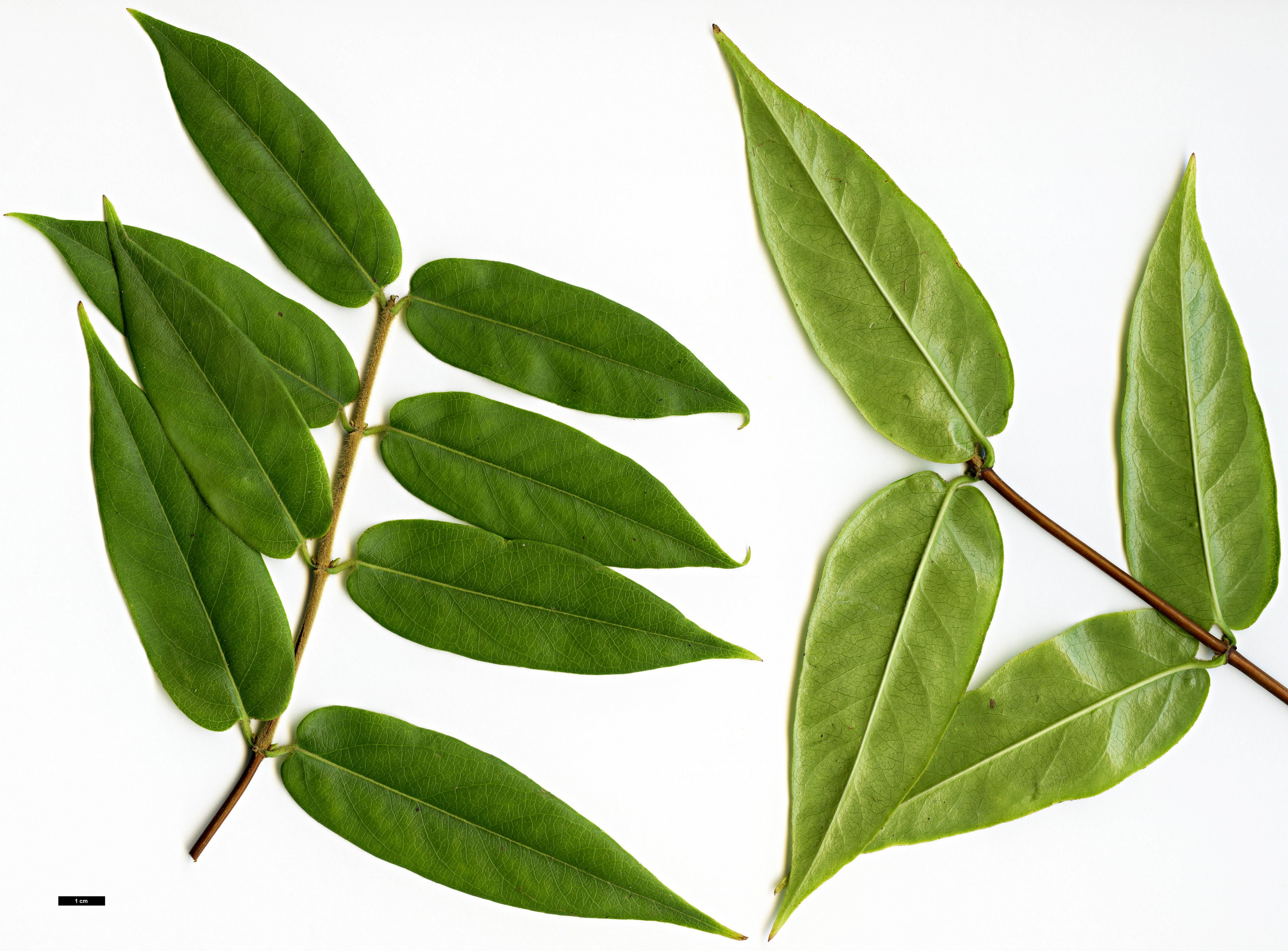 High resolution image: Family: Caprifoliaceae - Genus: Lonicera - Taxon: henryi