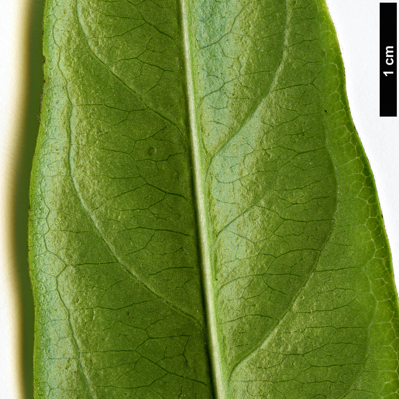 High resolution image: Family: Caprifoliaceae - Genus: Lonicera - Taxon: henryi