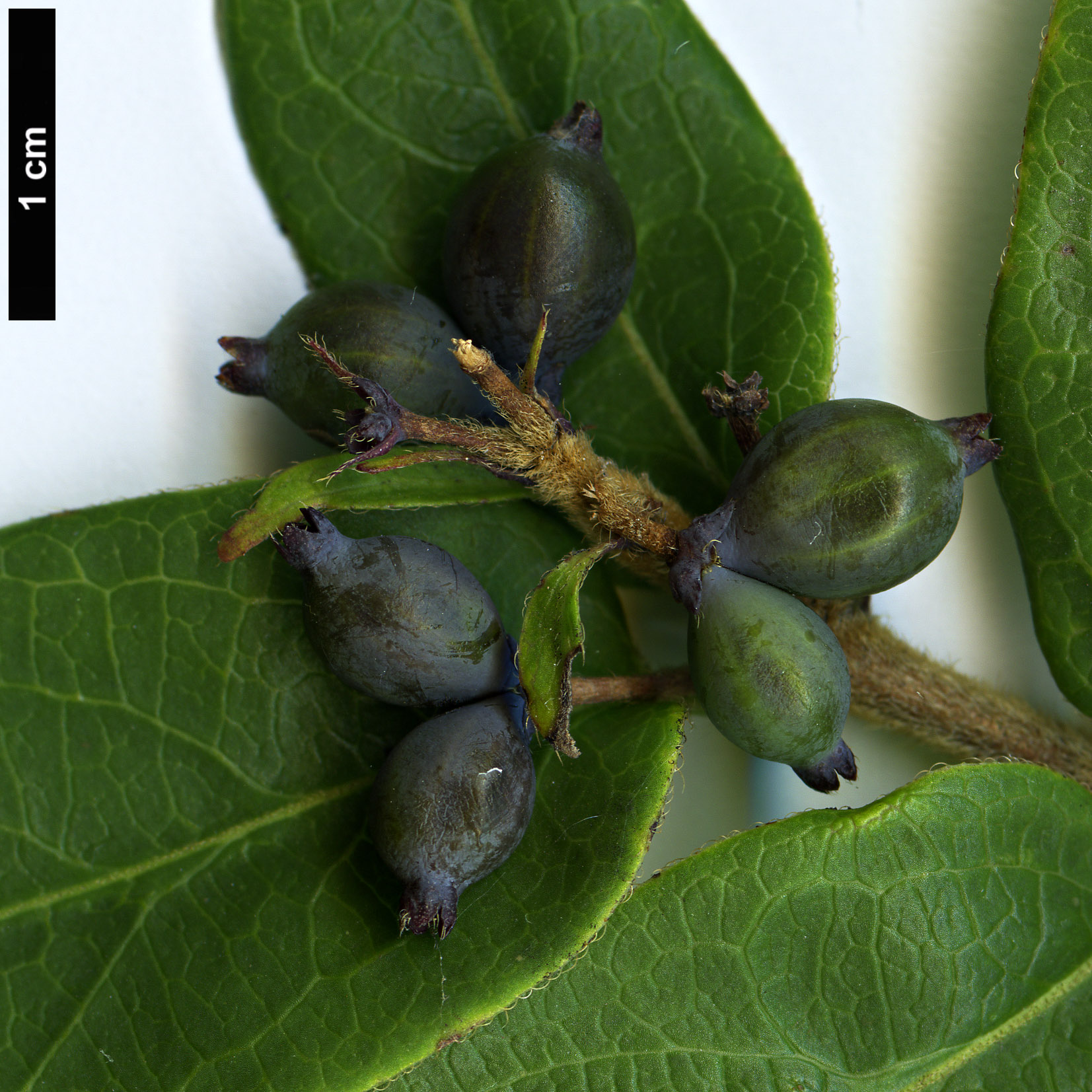 High resolution image: Family: Caprifoliaceae - Genus: Lonicera - Taxon: henryi