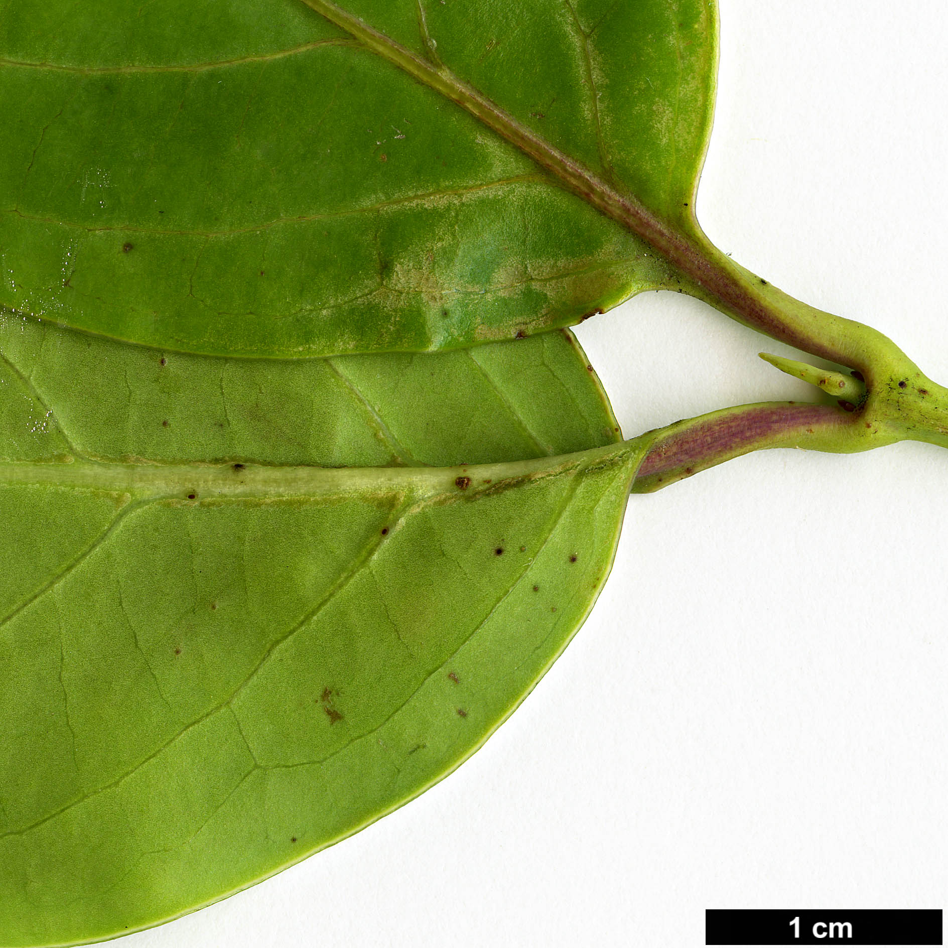 High resolution image: Family: Caprifoliaceae - Genus: Lonicera - Taxon: hildebrandiana