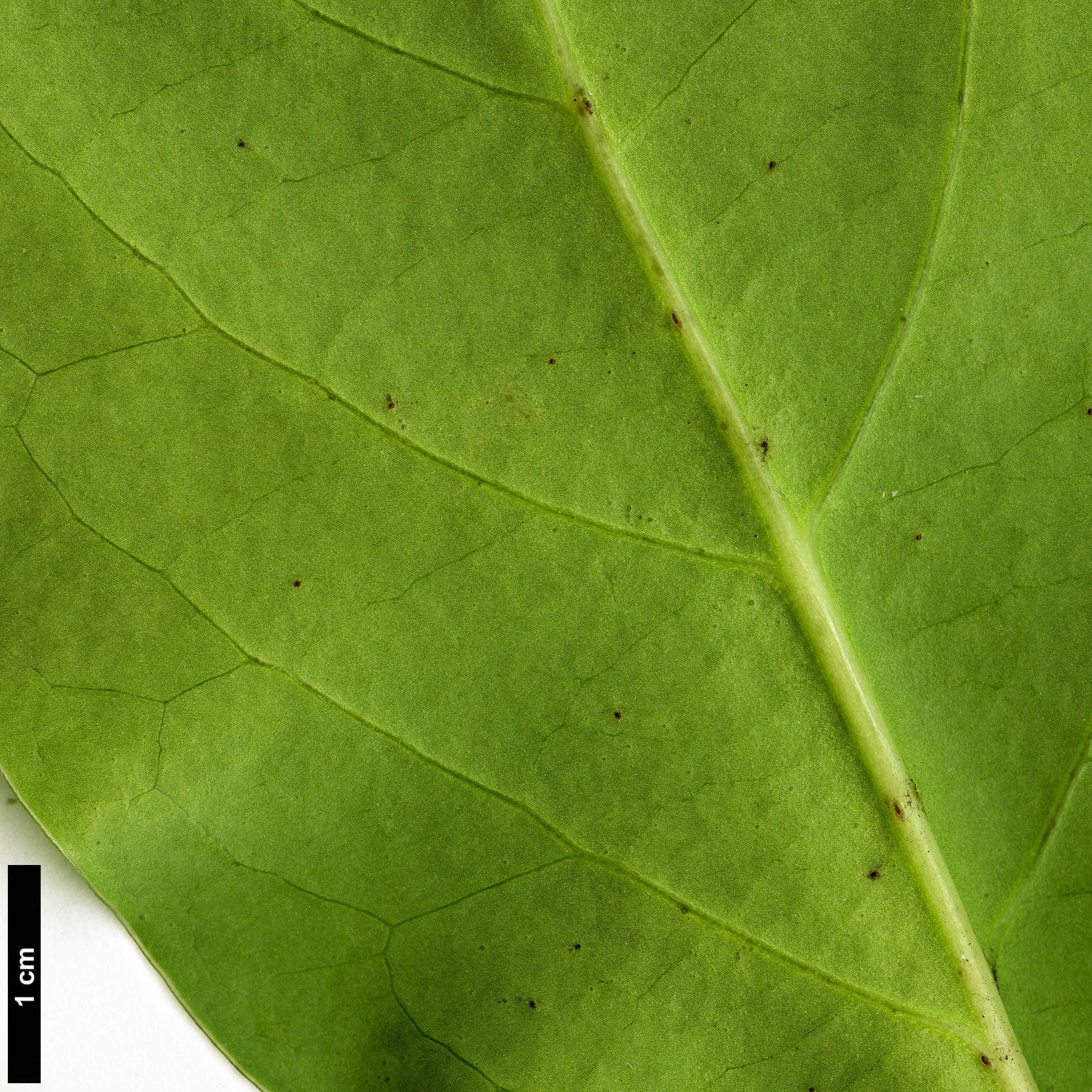 High resolution image: Family: Caprifoliaceae - Genus: Lonicera - Taxon: hildebrandiana