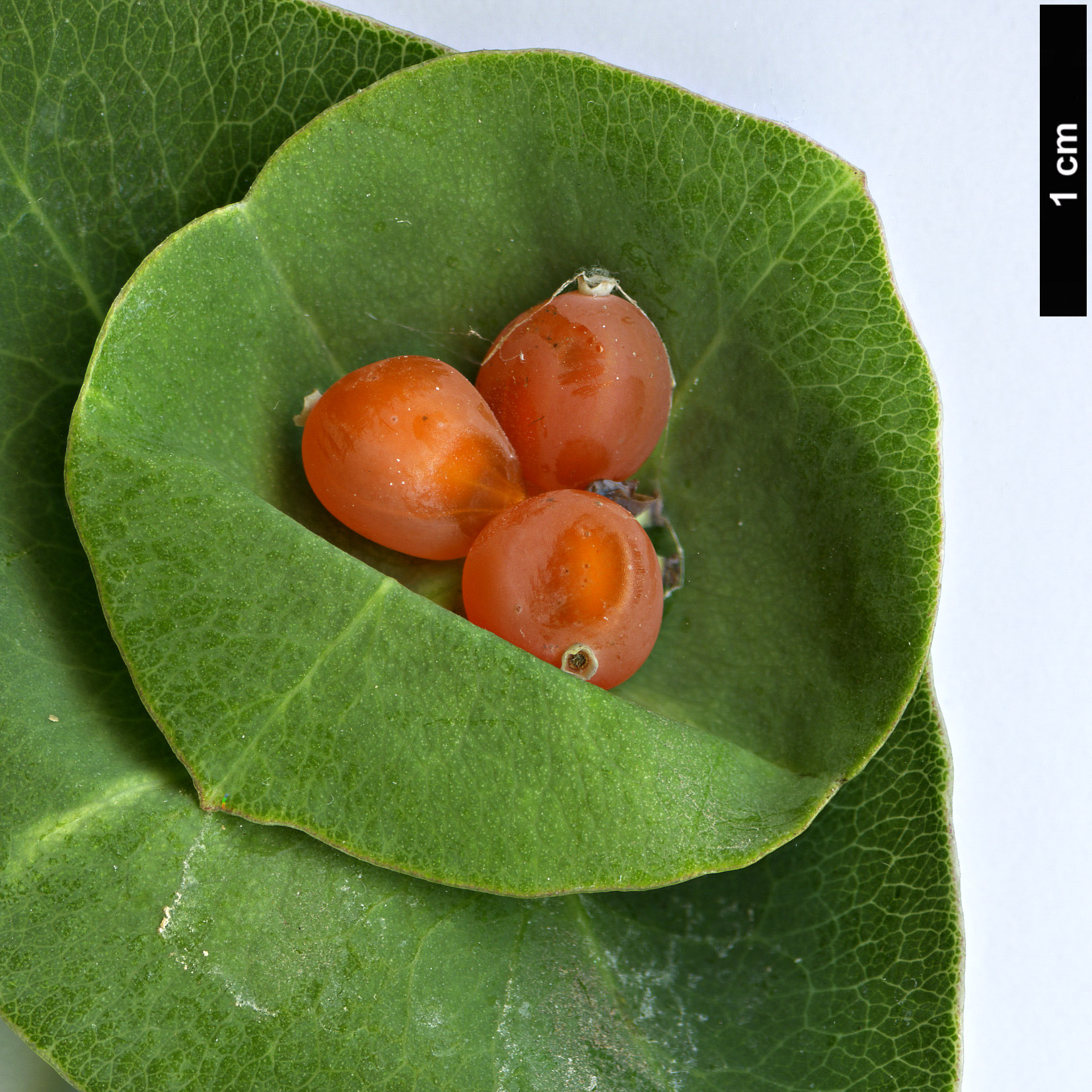 High resolution image: Family: Caprifoliaceae - Genus: Lonicera - Taxon: implexa