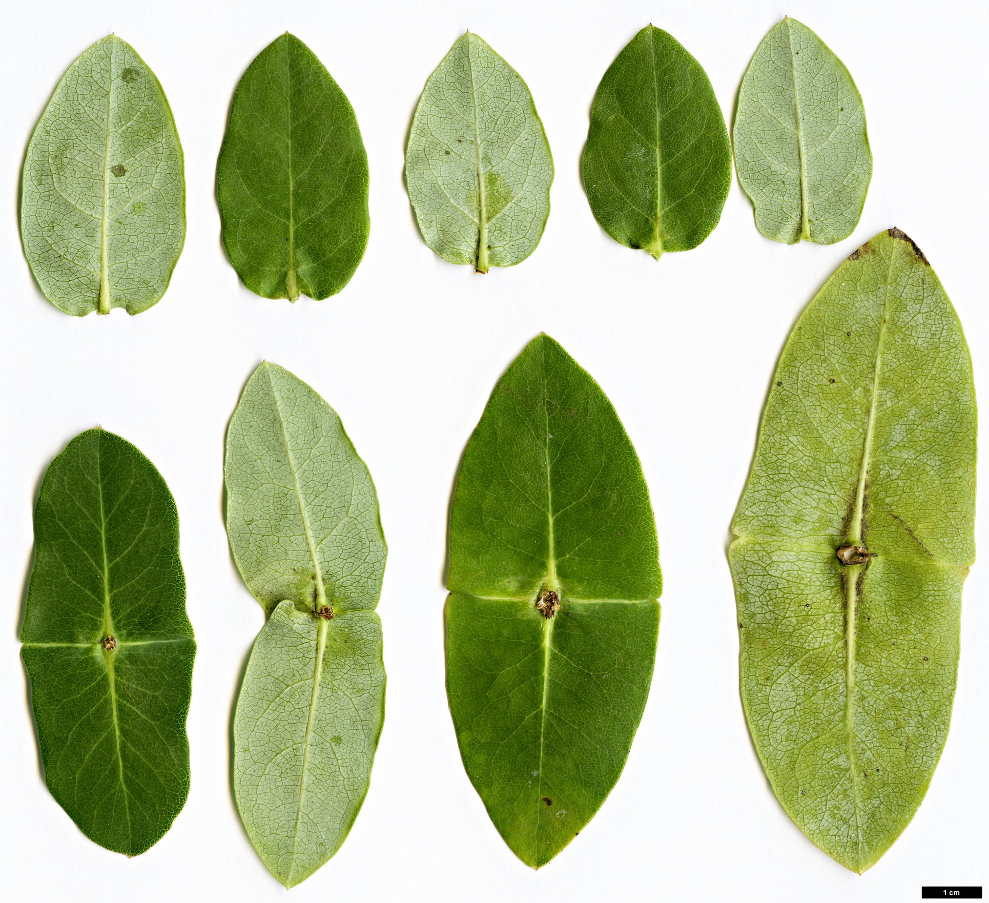 High resolution image: Family: Caprifoliaceae - Genus: Lonicera - Taxon: implexa