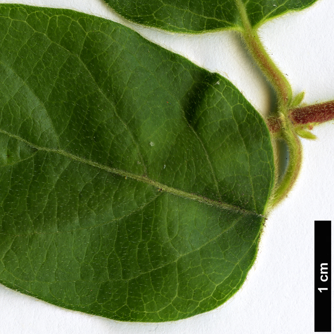 High resolution image: Family: Caprifoliaceae - Genus: Lonicera - Taxon: japonica