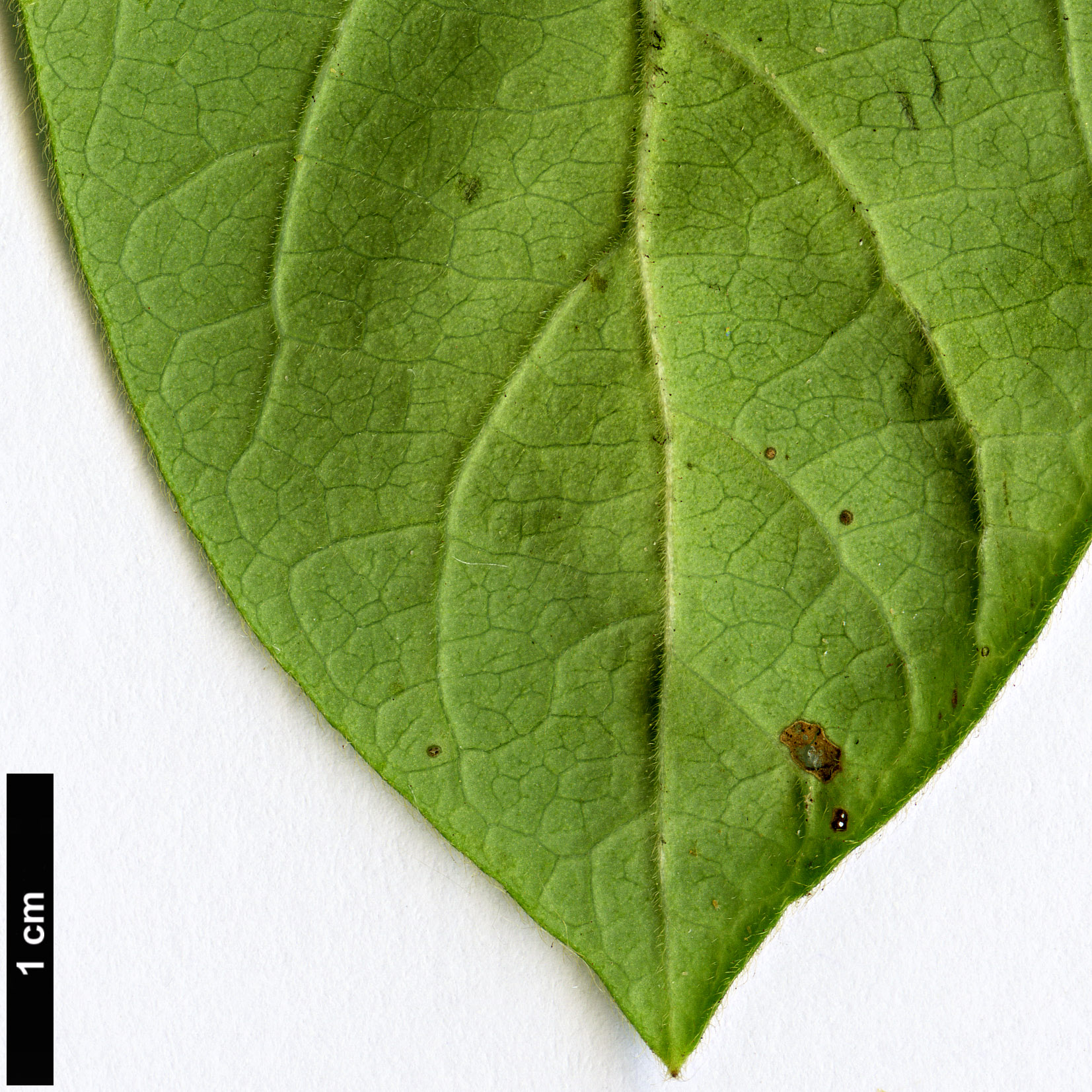 High resolution image: Family: Caprifoliaceae - Genus: Lonicera - Taxon: japonica