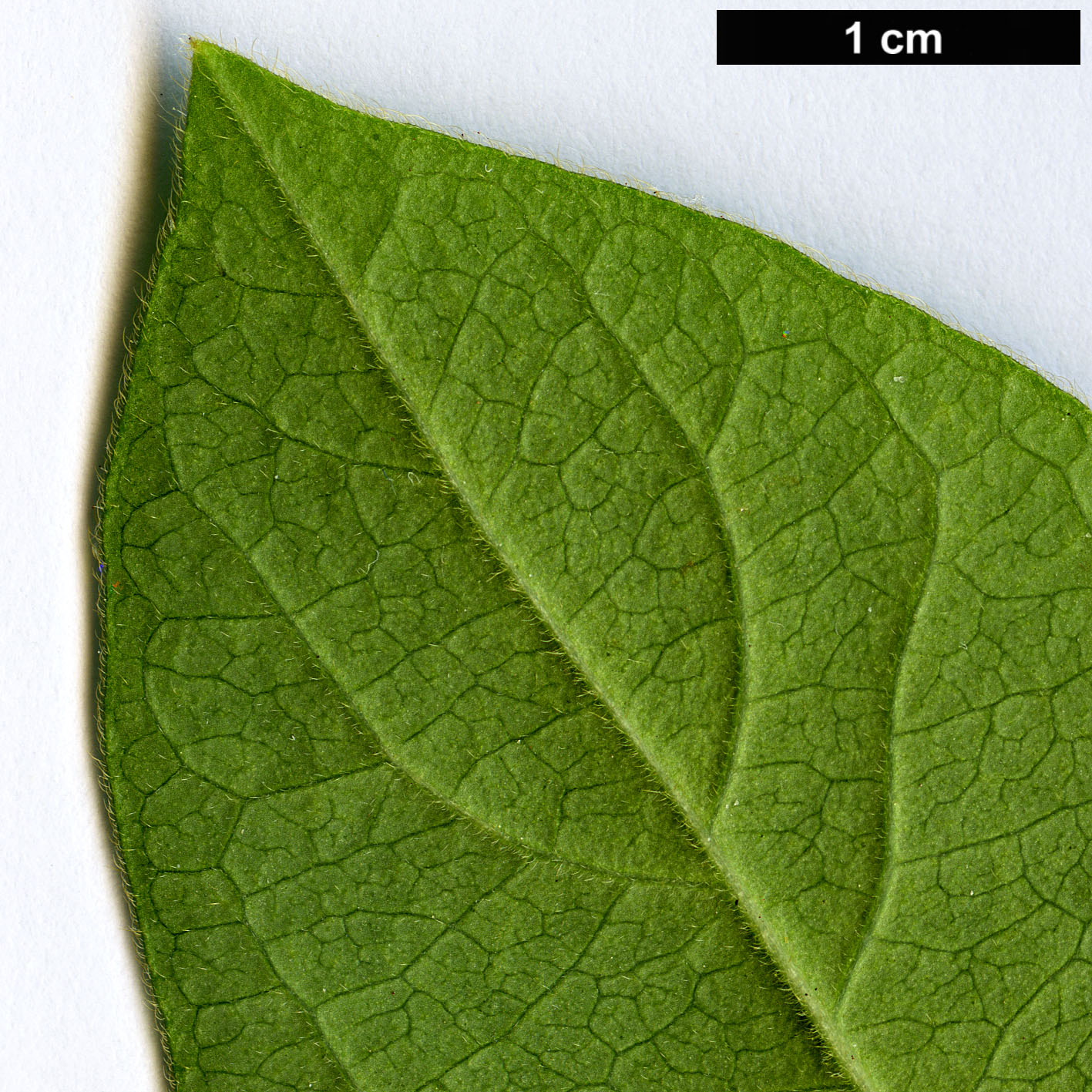 High resolution image: Family: Caprifoliaceae - Genus: Lonicera - Taxon: japonica