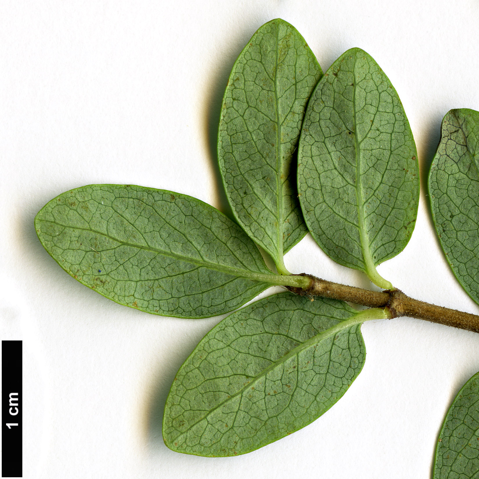 High resolution image: Family: Caprifoliaceae - Genus: Lonicera - Taxon: myrtillus