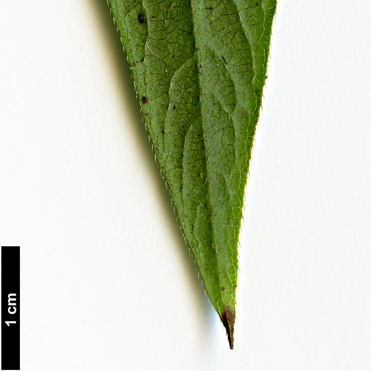 High resolution image: Family: Caprifoliaceae - Genus: Lonicera - Taxon: standishii