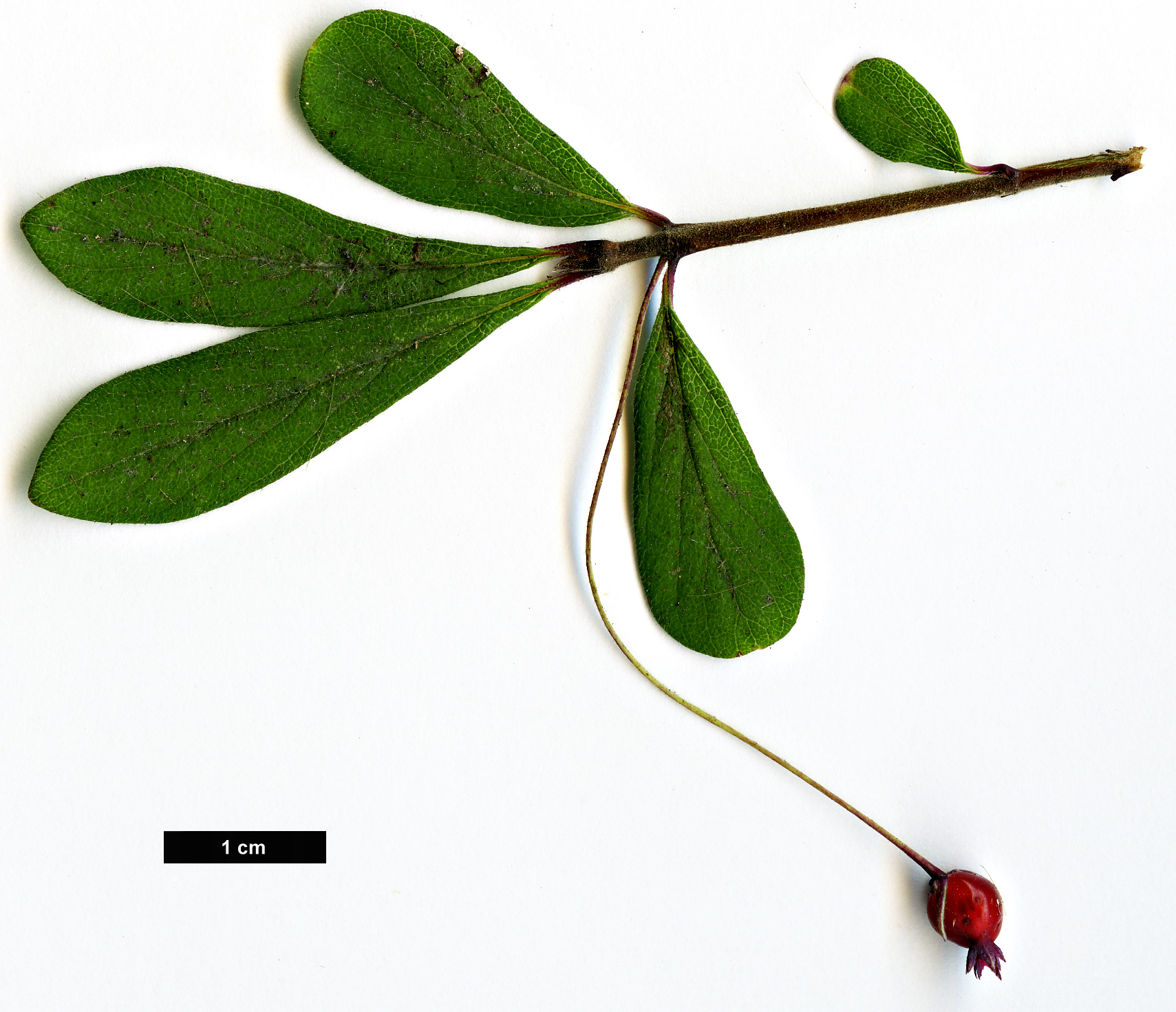 High resolution image: Family: Caprifoliaceae - Genus: Lonicera - Taxon: tangutica