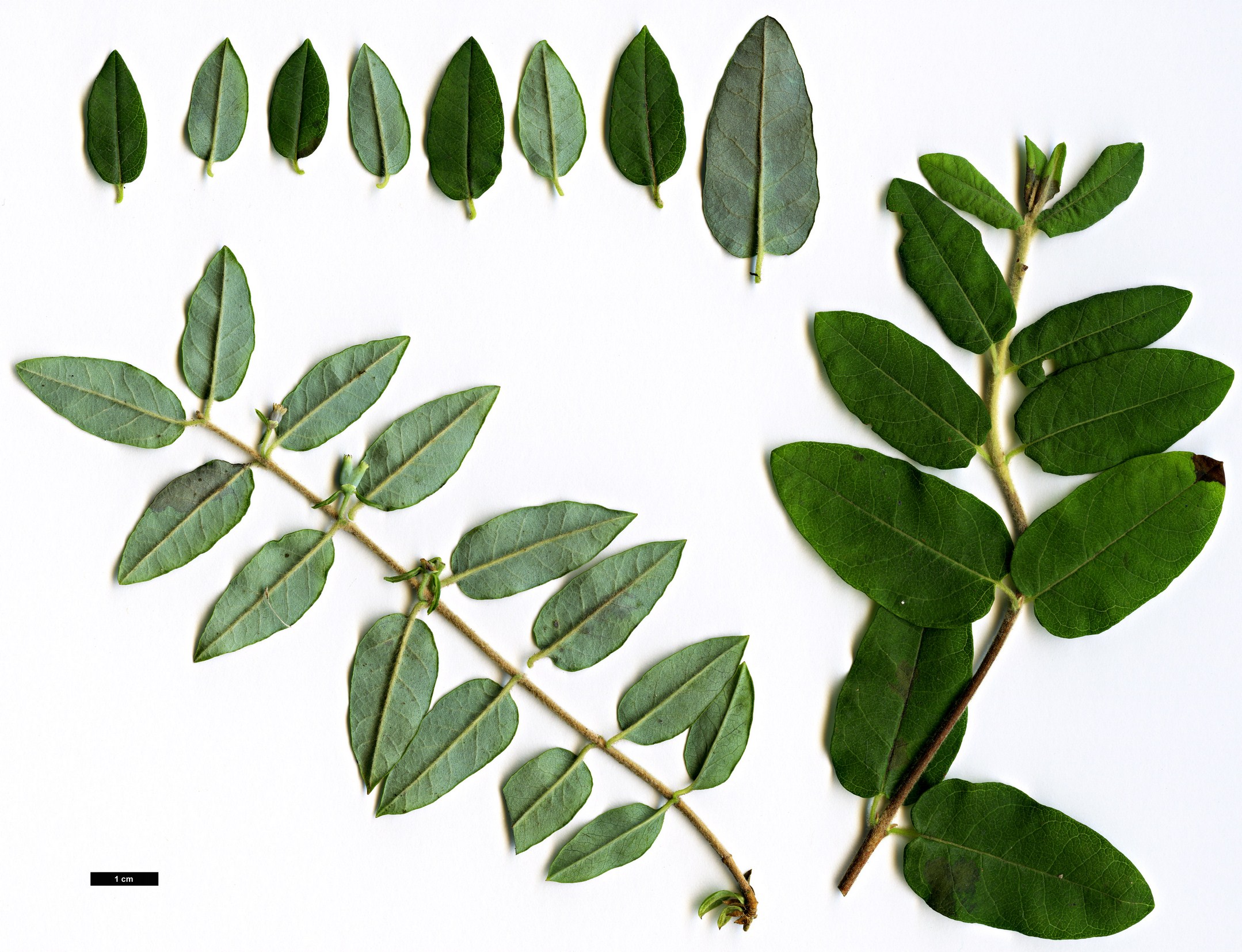 High resolution image: Family: Caprifoliaceae - Genus: Lonicera - Taxon: tomentella