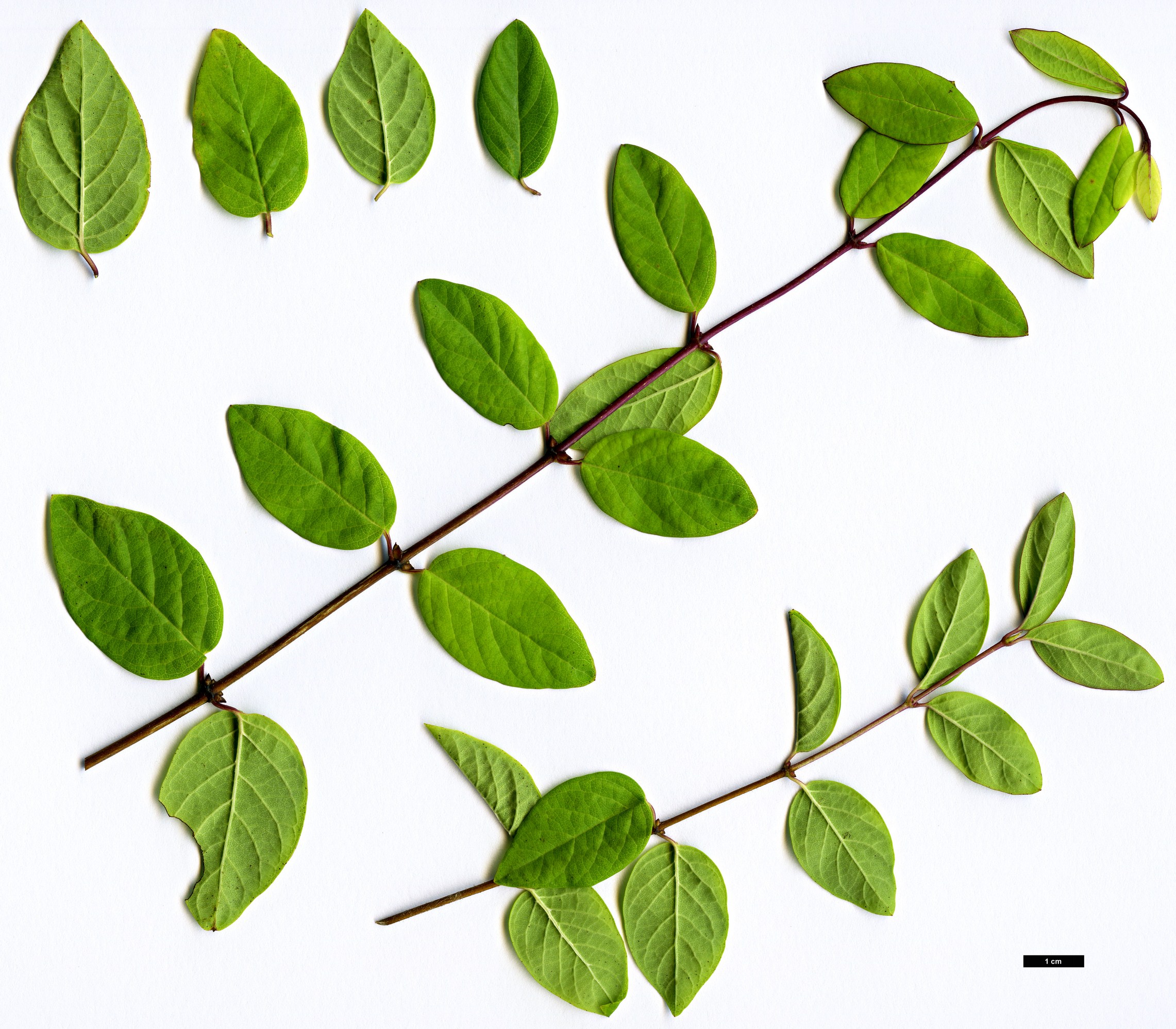 High resolution image: Family: Caprifoliaceae - Genus: Lonicera - Taxon: trichosantha