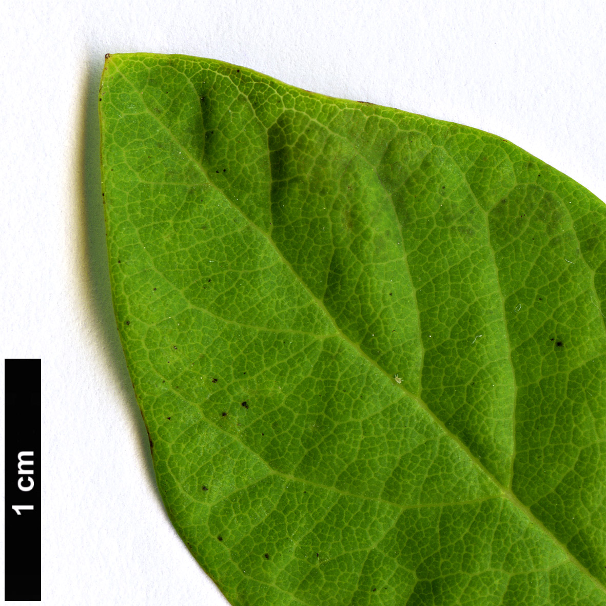 High resolution image: Family: Caprifoliaceae - Genus: Lonicera - Taxon: trichosantha