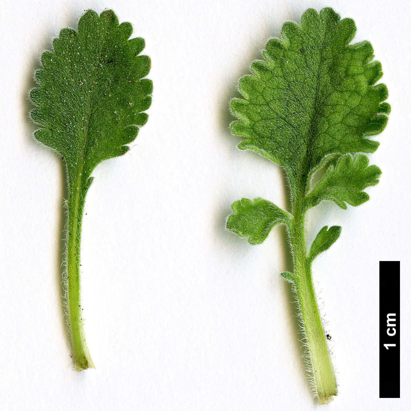 High resolution image: Family: Caprifoliaceae - Genus: Pterocephalus - Taxon: perrenis