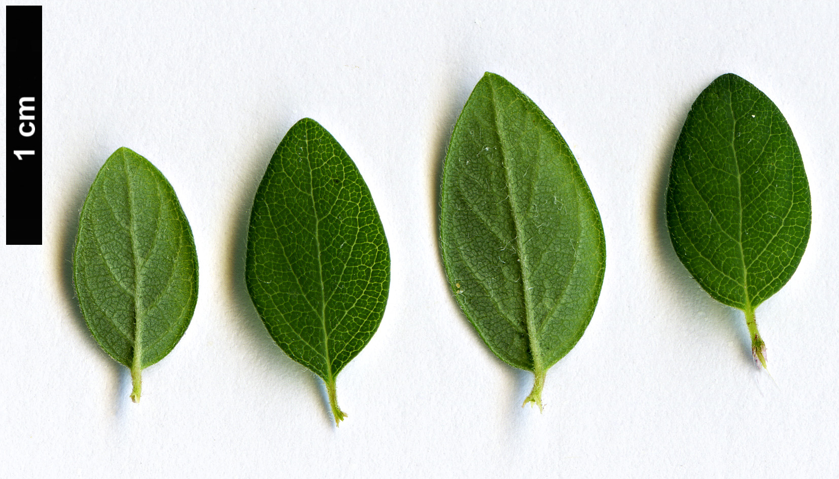 High resolution image: Family: Caprifoliaceae - Genus: Symphoricarpos - Taxon: microphyllus