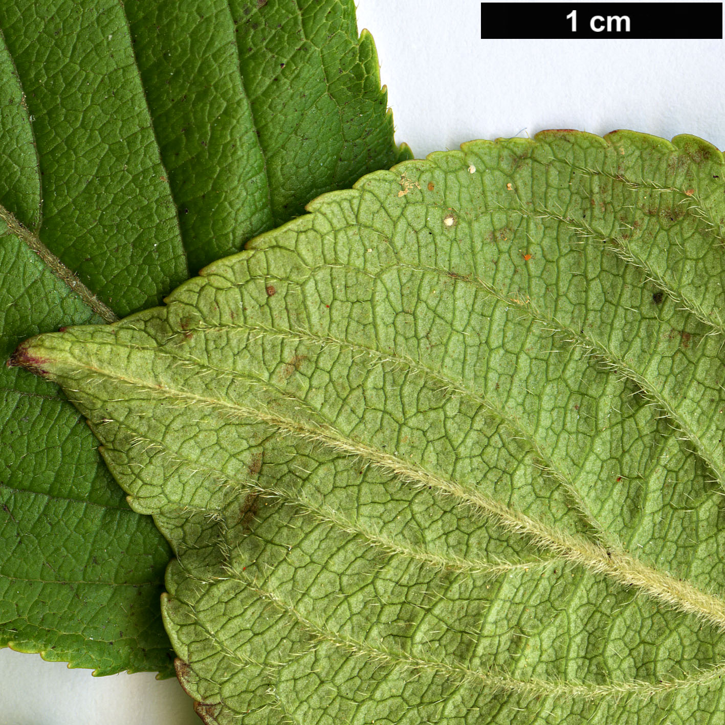 High resolution image: Family: Caprifoliaceae - Genus: Weigela - Taxon: decora