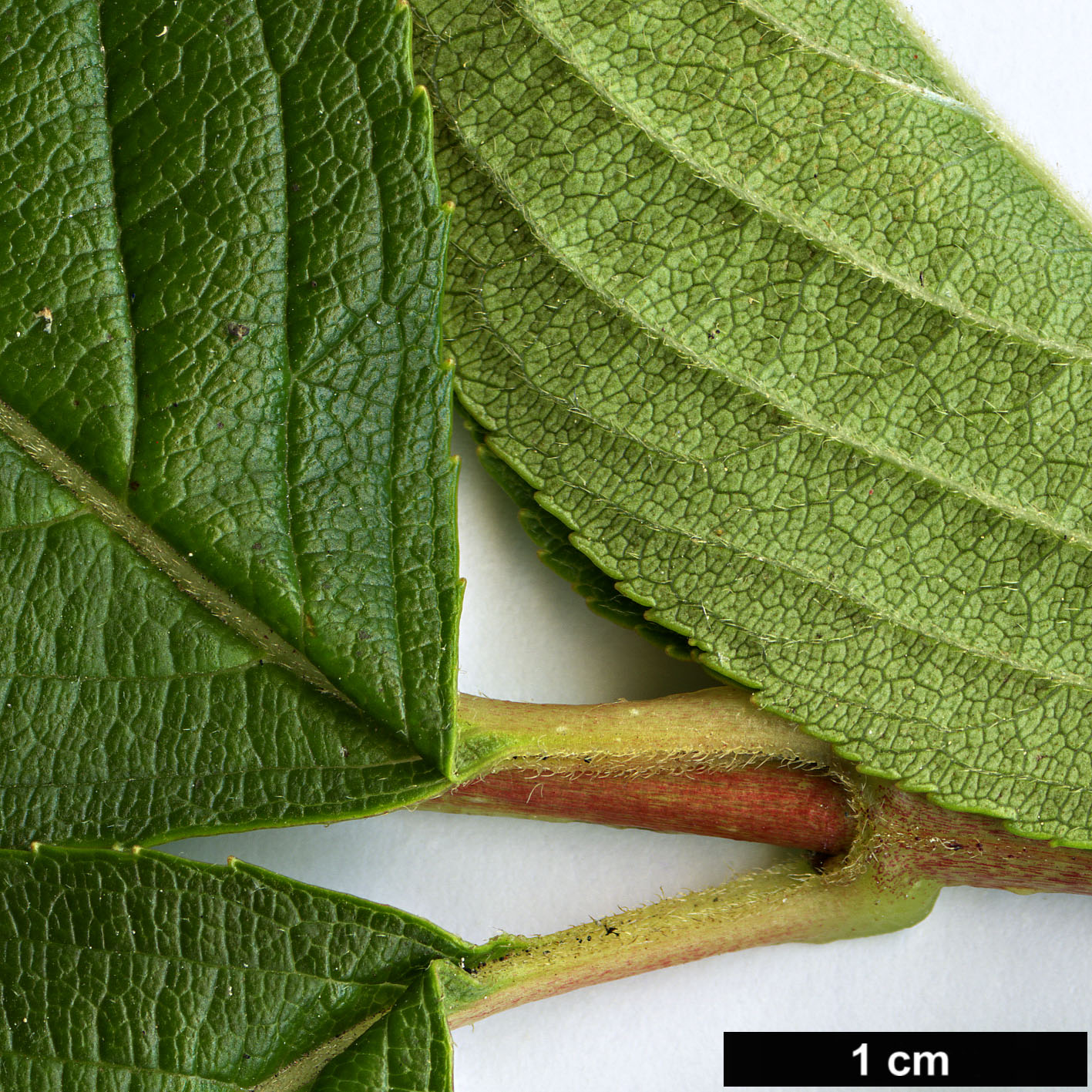 High resolution image: Family: Caprifoliaceae - Genus: Weigela - Taxon: decora