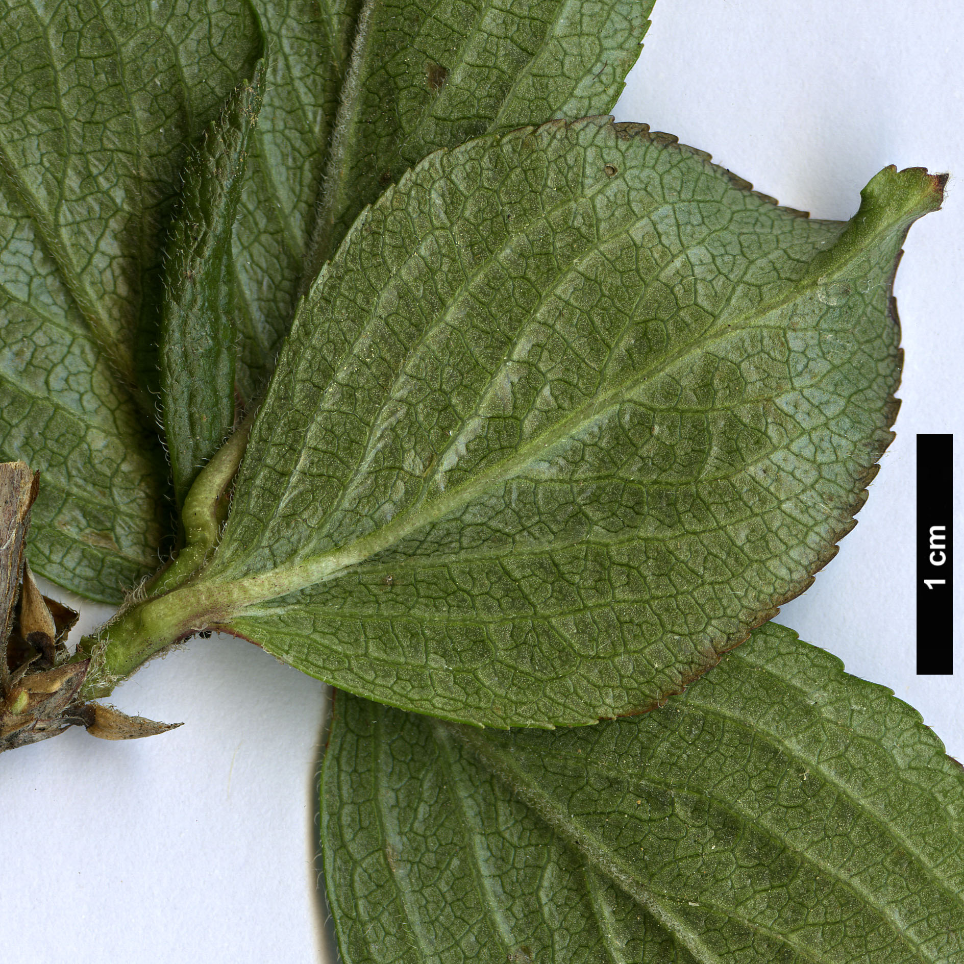 High resolution image: Family: Caprifoliaceae - Genus: Weigela - Taxon: florida