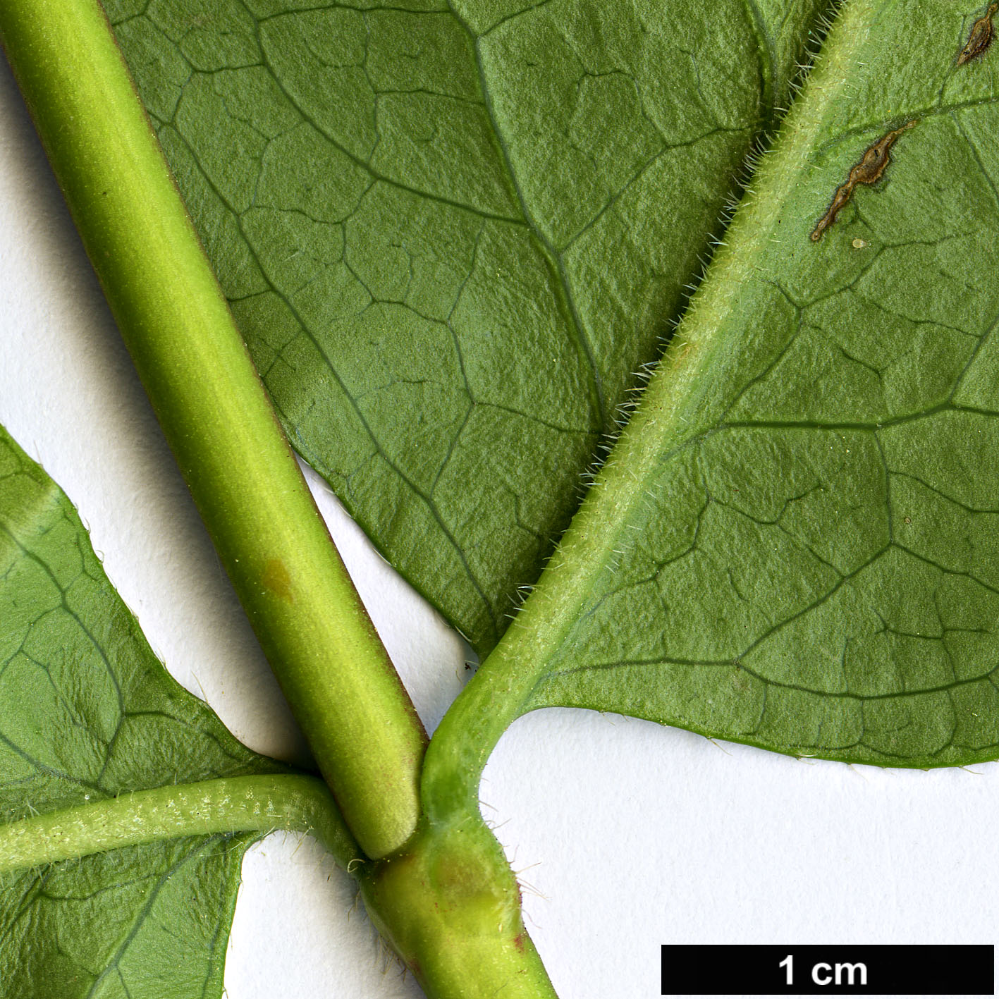 High resolution image: Family: Caprifoliaceae - Genus: Zabelia - Taxon: biflora