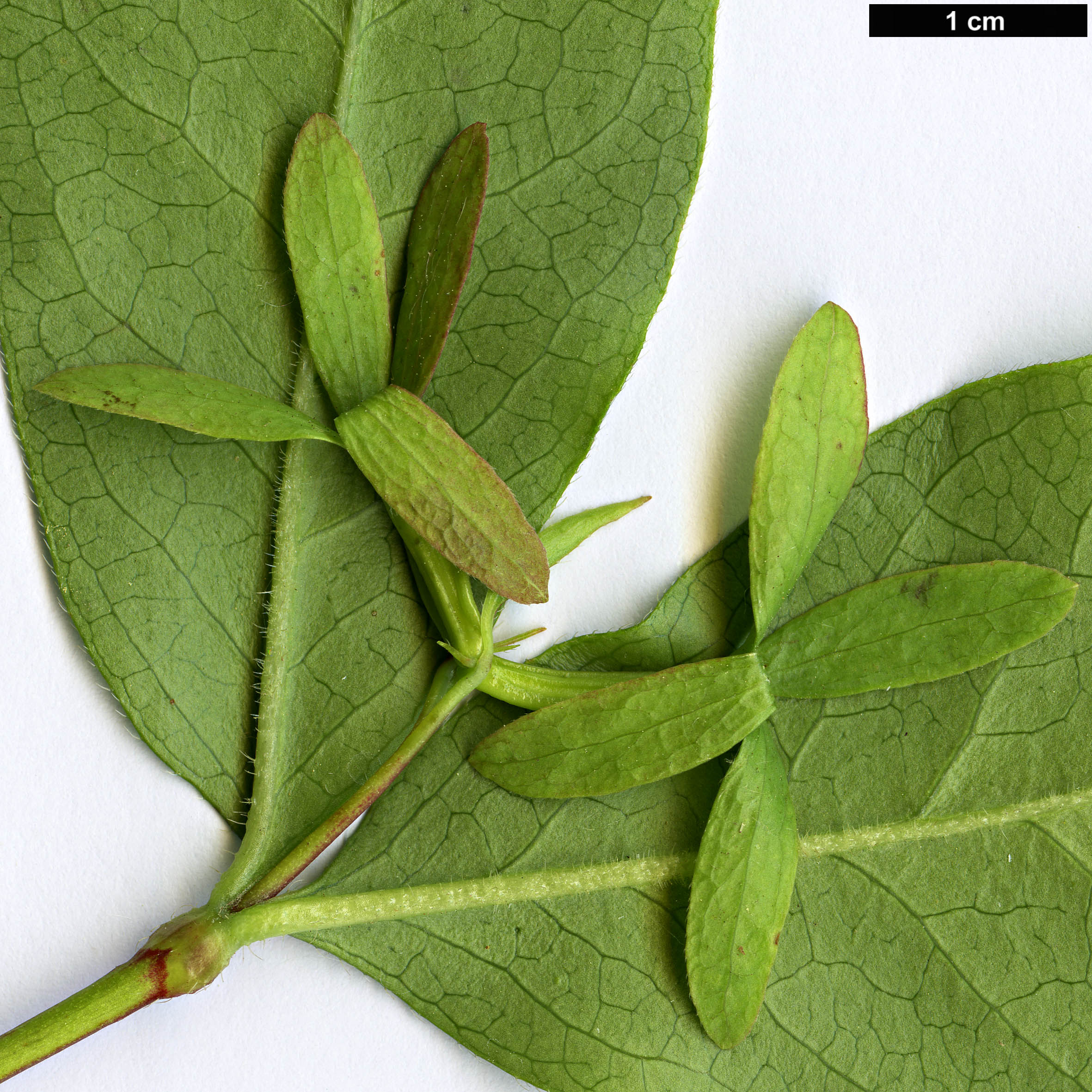 High resolution image: Family: Caprifoliaceae - Genus: Zabelia - Taxon: biflora