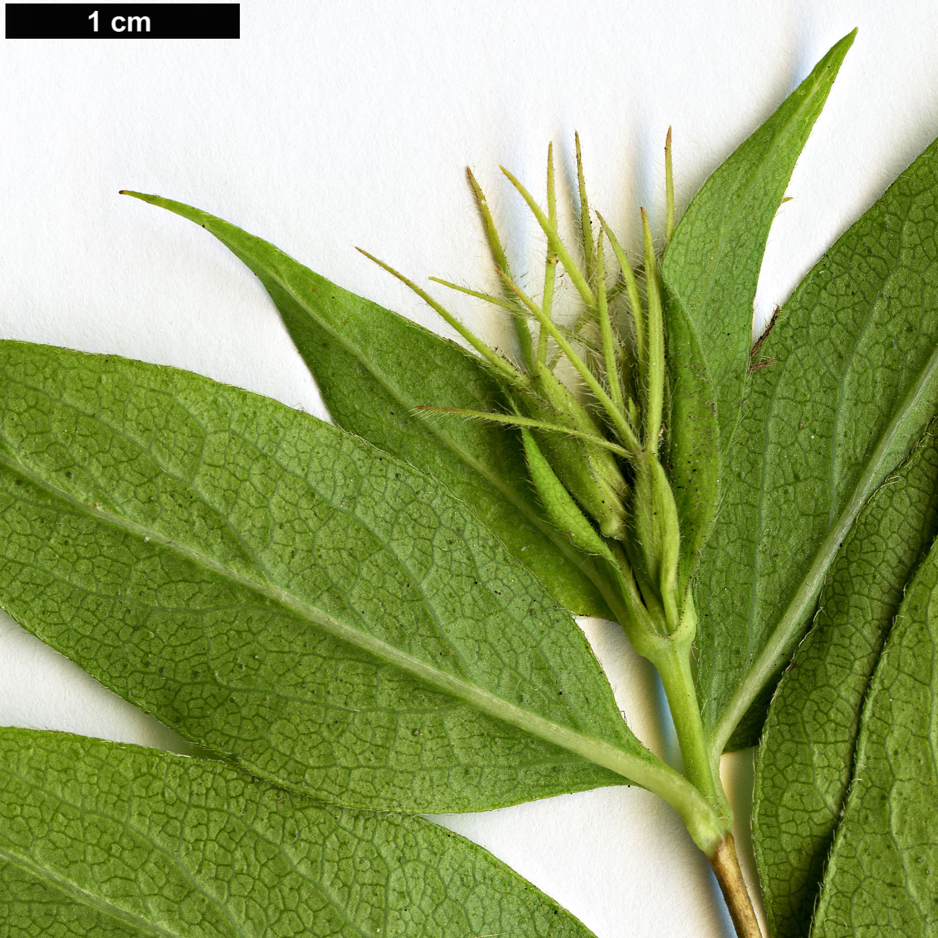 High resolution image: Family: Caprifoliaceae - Genus: Zabelia - Taxon: triflora