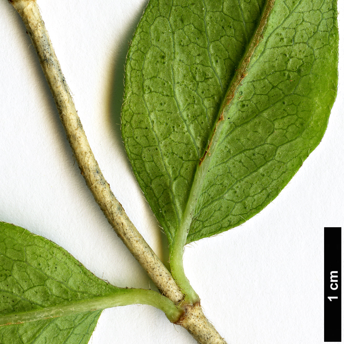 High resolution image: Family: Caprifoliaceae - Genus: Zabelia - Taxon: triflora