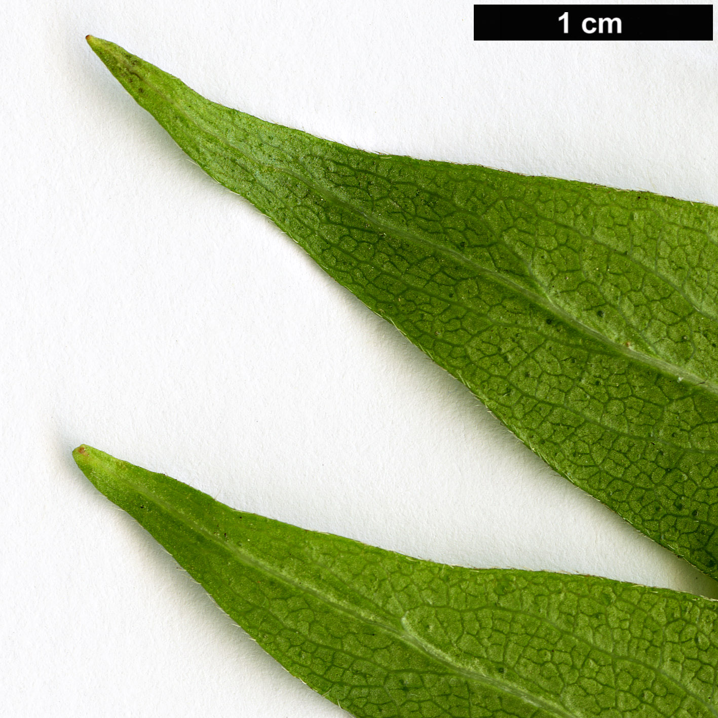 High resolution image: Family: Caprifoliaceae - Genus: Zabelia - Taxon: triflora