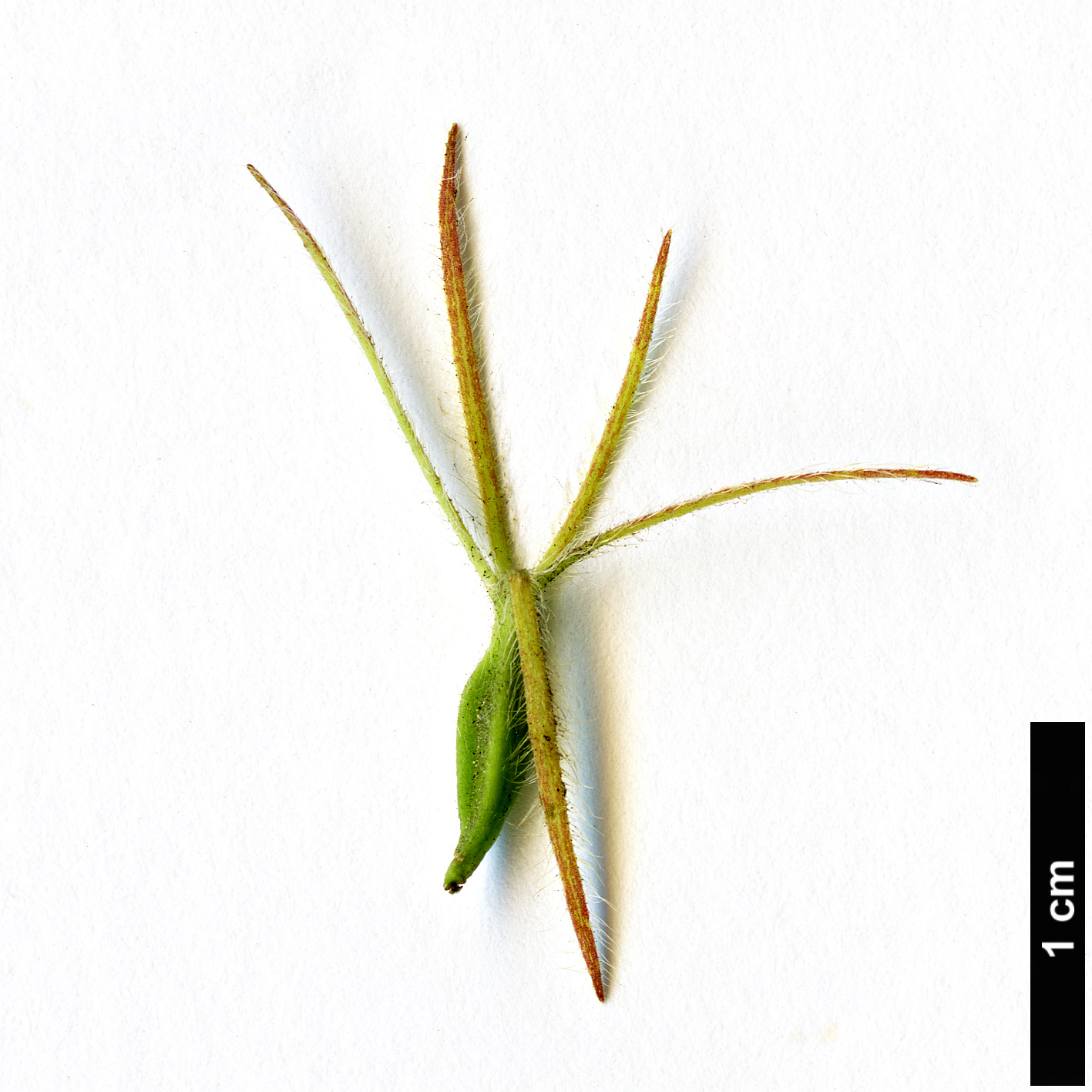 High resolution image: Family: Caprifoliaceae - Genus: Zabelia - Taxon: triflora