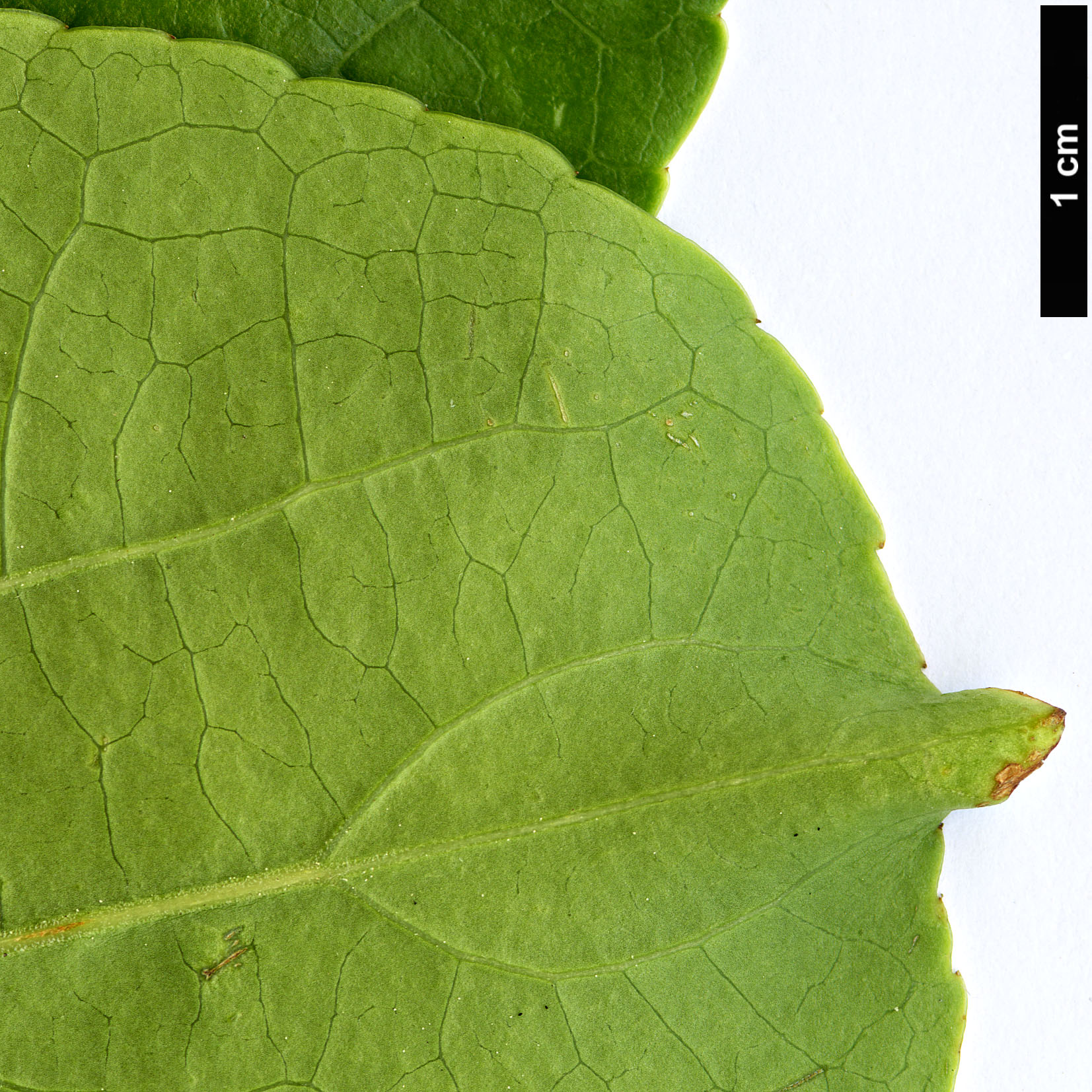 High resolution image: Family: Celastraceae - Genus: Celastrus - Taxon: kusanoi