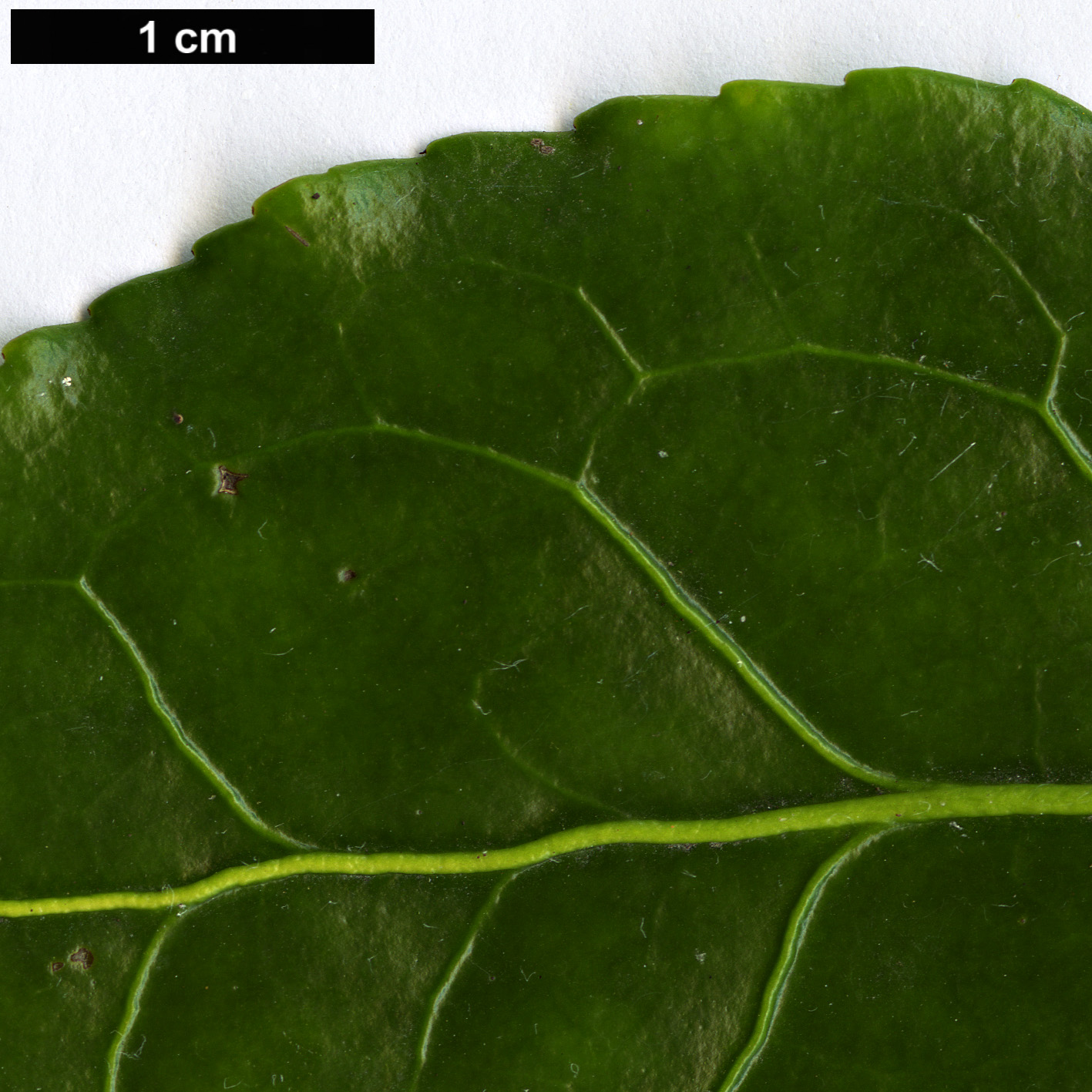 High resolution image: Family: Celastraceae - Genus: Euonymus - Taxon: aculeolus
